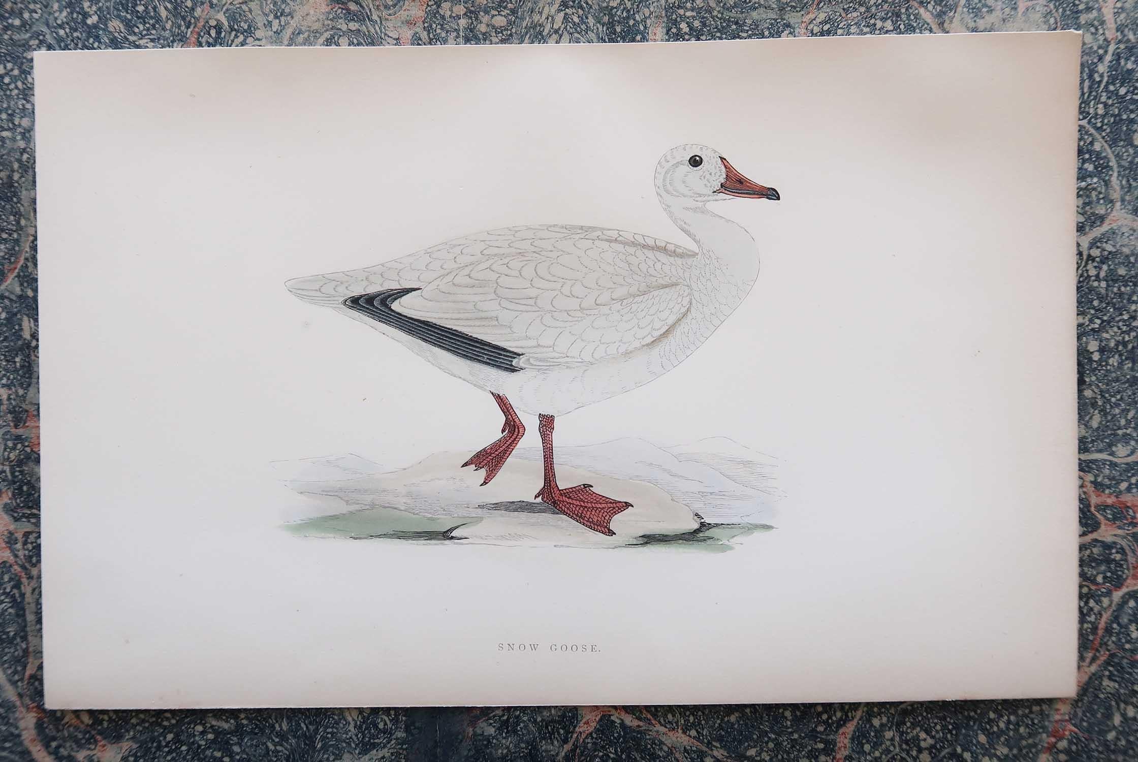 English Set of 8 Original Antique Prints of Geese After Francis Lydon, C.1880