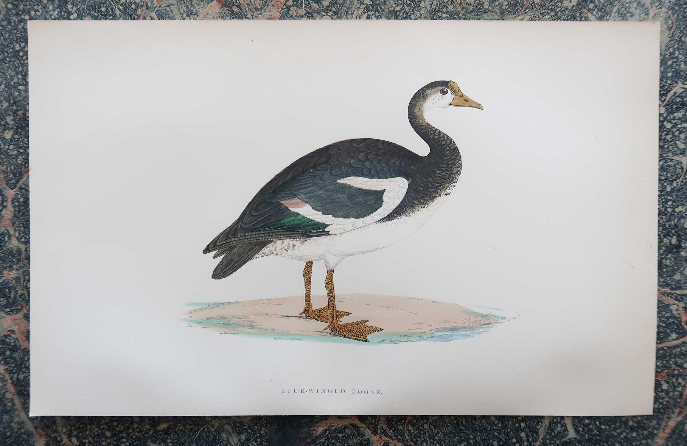 Other Set of 8 Original Antique Prints of Geese After Francis Lydon, C.1880