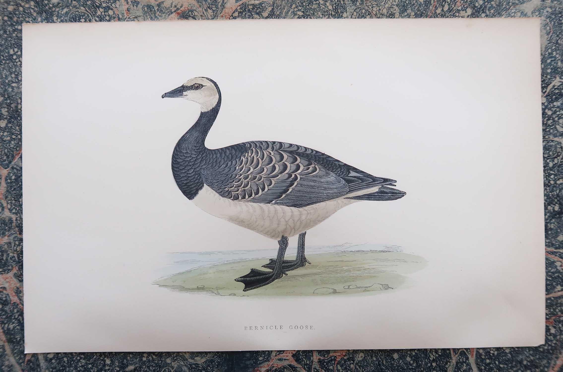 Set of 8 Original Antique Prints of Geese After Francis Lydon, C.1880 In Good Condition In St Annes, Lancashire