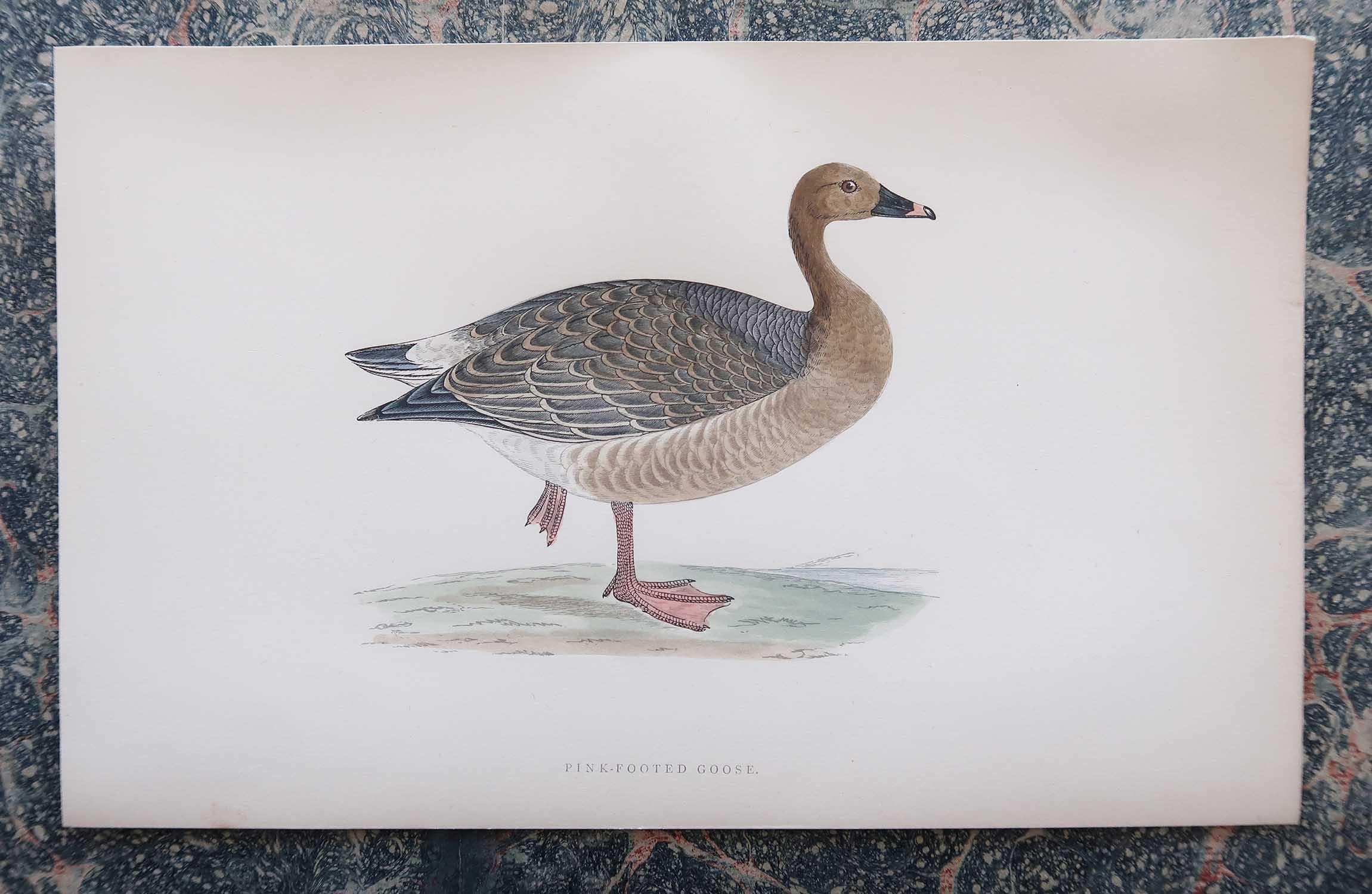 Late 19th Century Set of 8 Original Antique Prints of Geese After Francis Lydon, C.1880