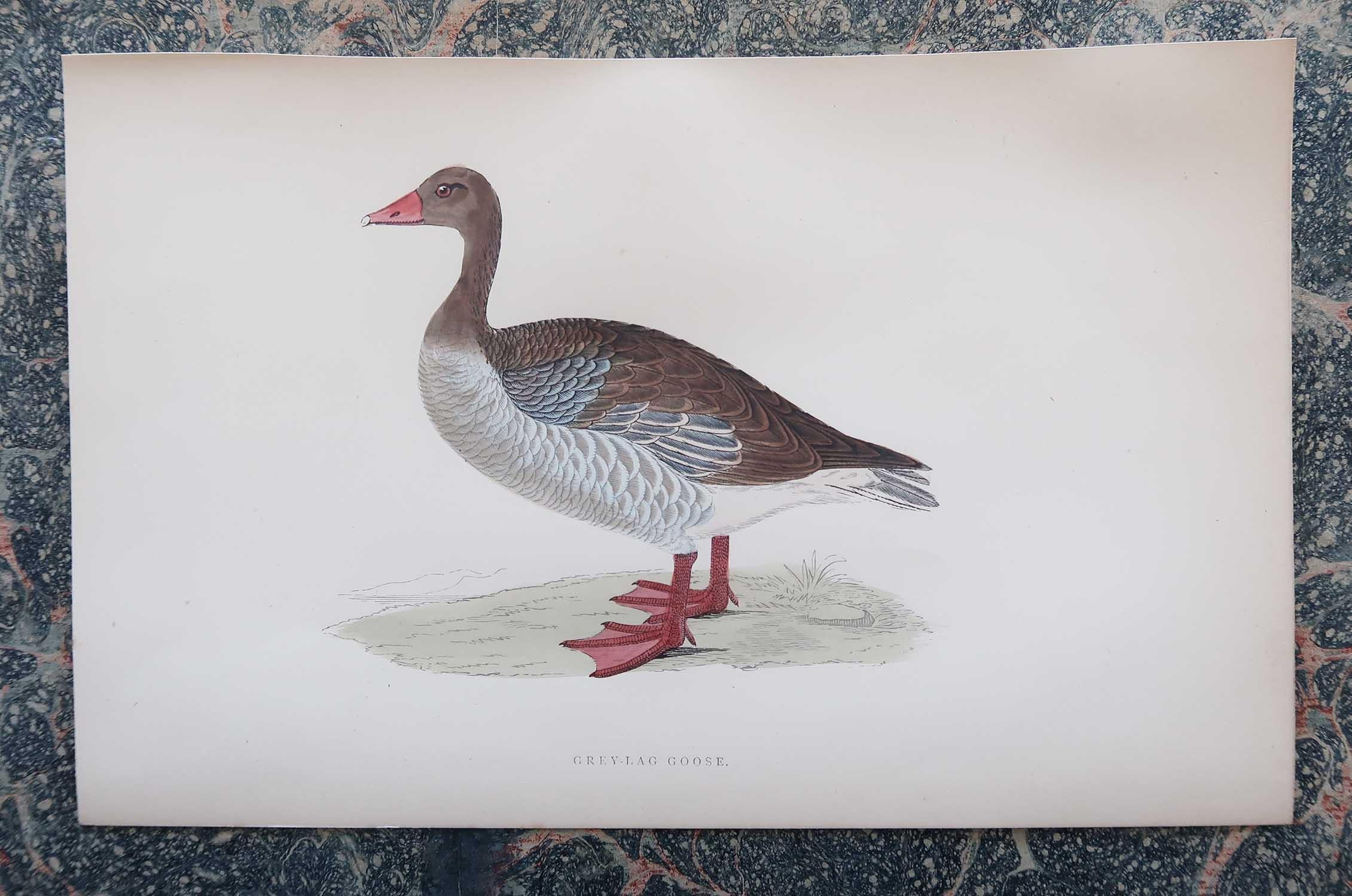Paper Set of 8 Original Antique Prints of Geese After Francis Lydon, C.1880