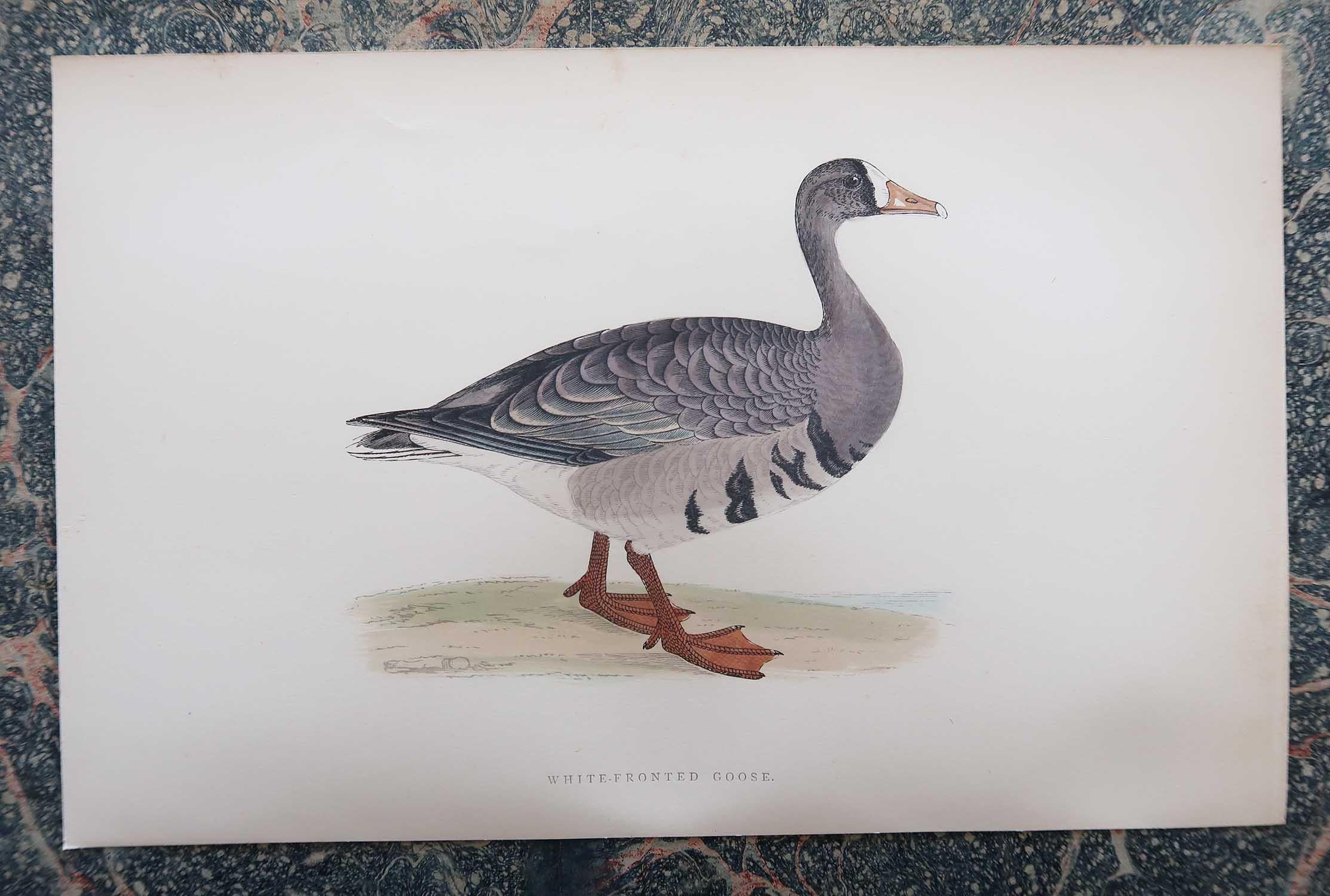 Set of 8 Original Antique Prints of Geese After Francis Lydon, C.1880 1
