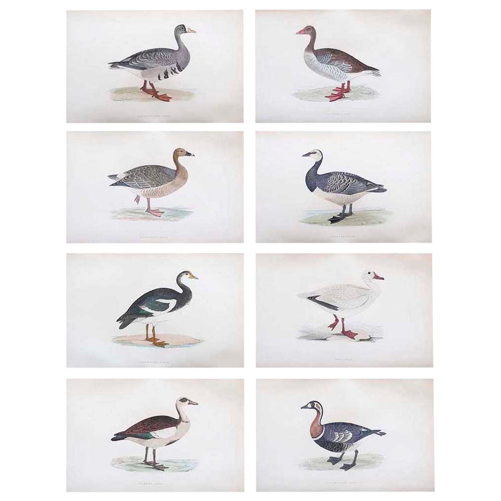 Set of 8 Original Antique Prints of Geese After Francis Lydon, C.1880