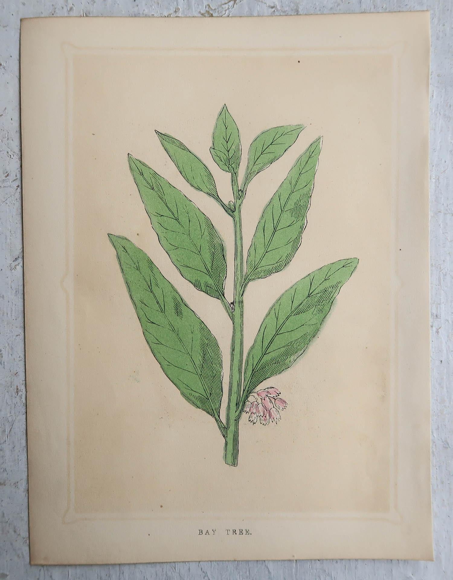 Other Set of 8 Original Antique Prints of Herbs And Spices, circa 1850