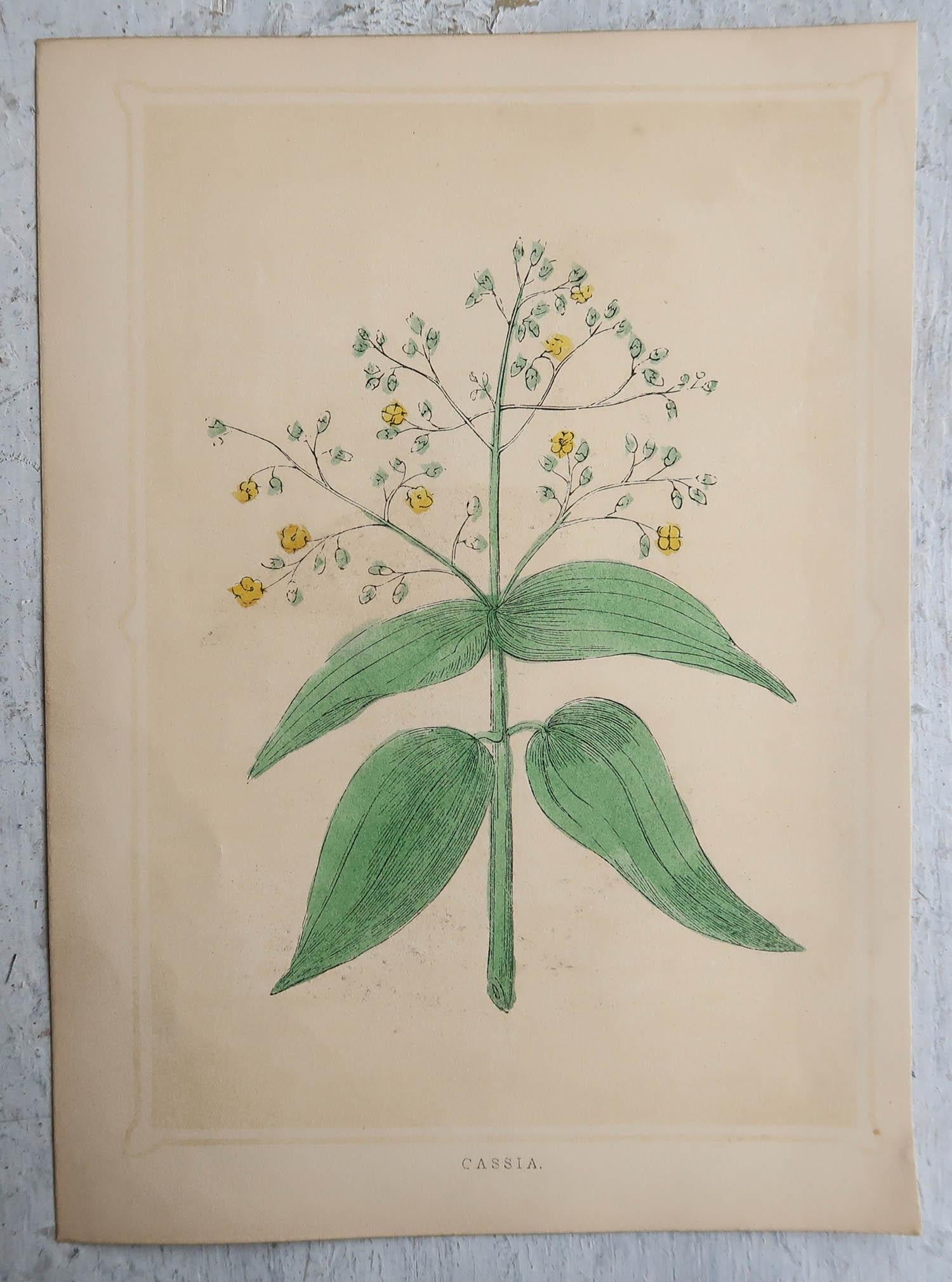 Set of 8 Original Antique Prints of Herbs And Spices, circa 1850 In Good Condition In St Annes, Lancashire
