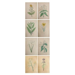 Set of 8 Original Antique Prints of Herbs And Spices, circa 1850