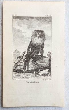 Set of 8 Original Antique Prints of Monkey's, circa 1780