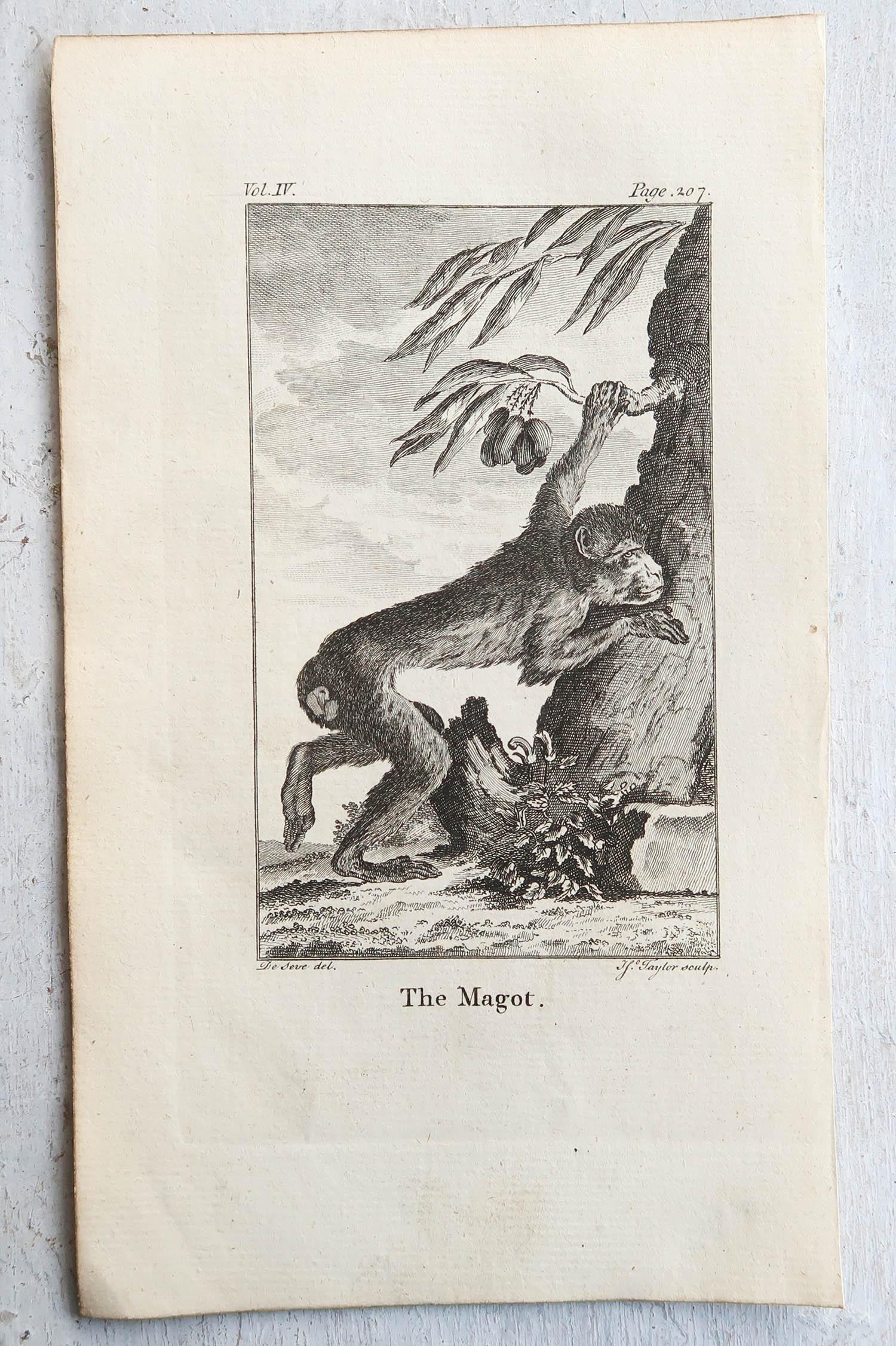 Artisanat Ensemble de 8 gravures anciennes originales de singes, circa 1780 en vente