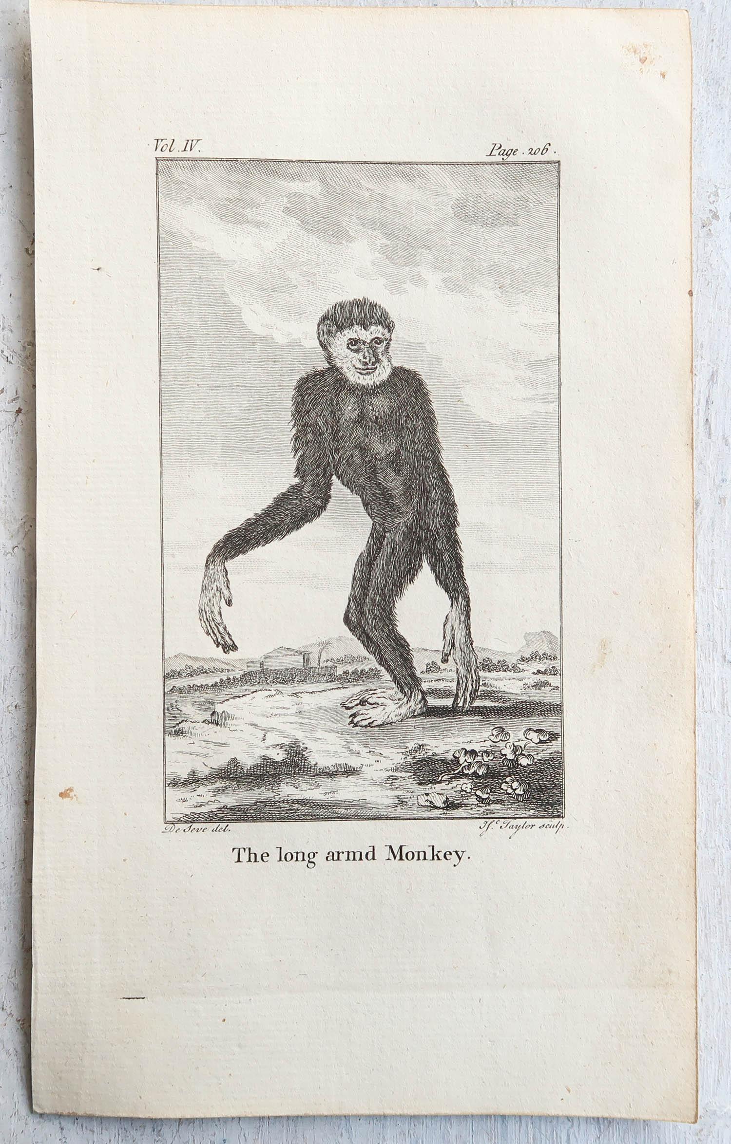 English Set of 8 Original Antique Prints of Monkey's, circa 1780 For Sale