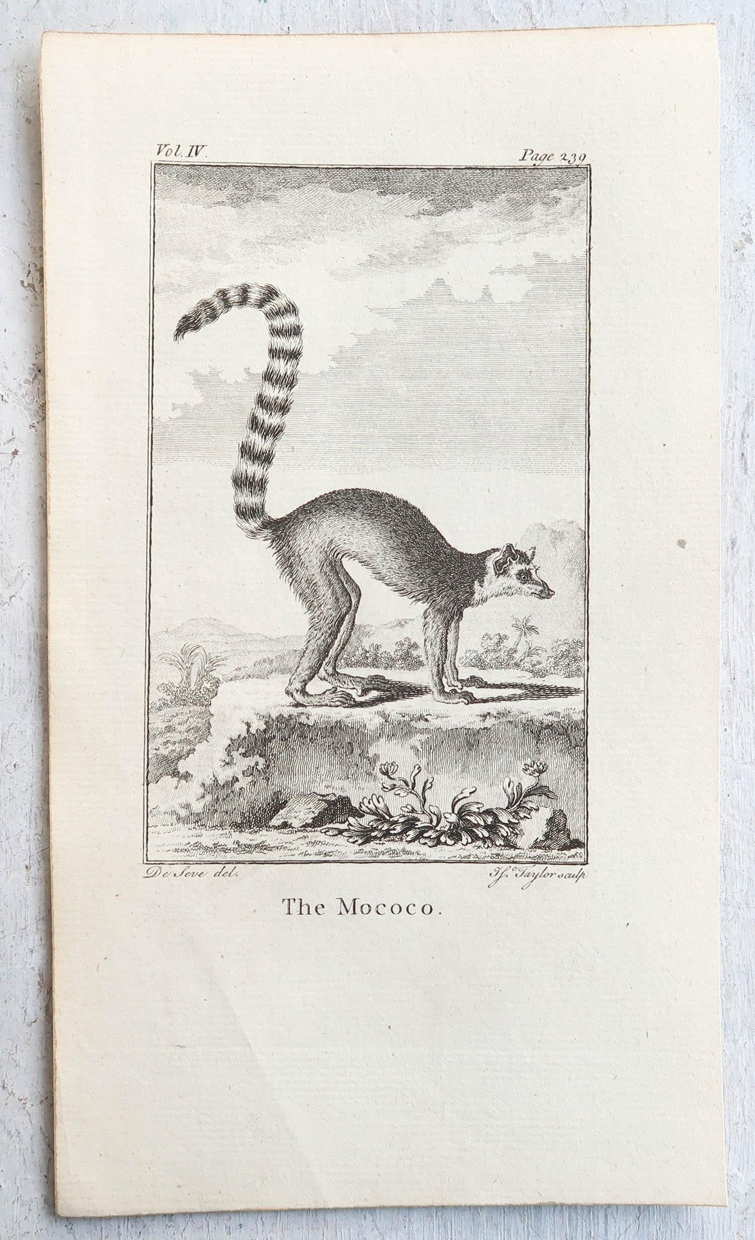 Other Set of 8 Original Antique Prints of Monkey's, circa 1780 For Sale