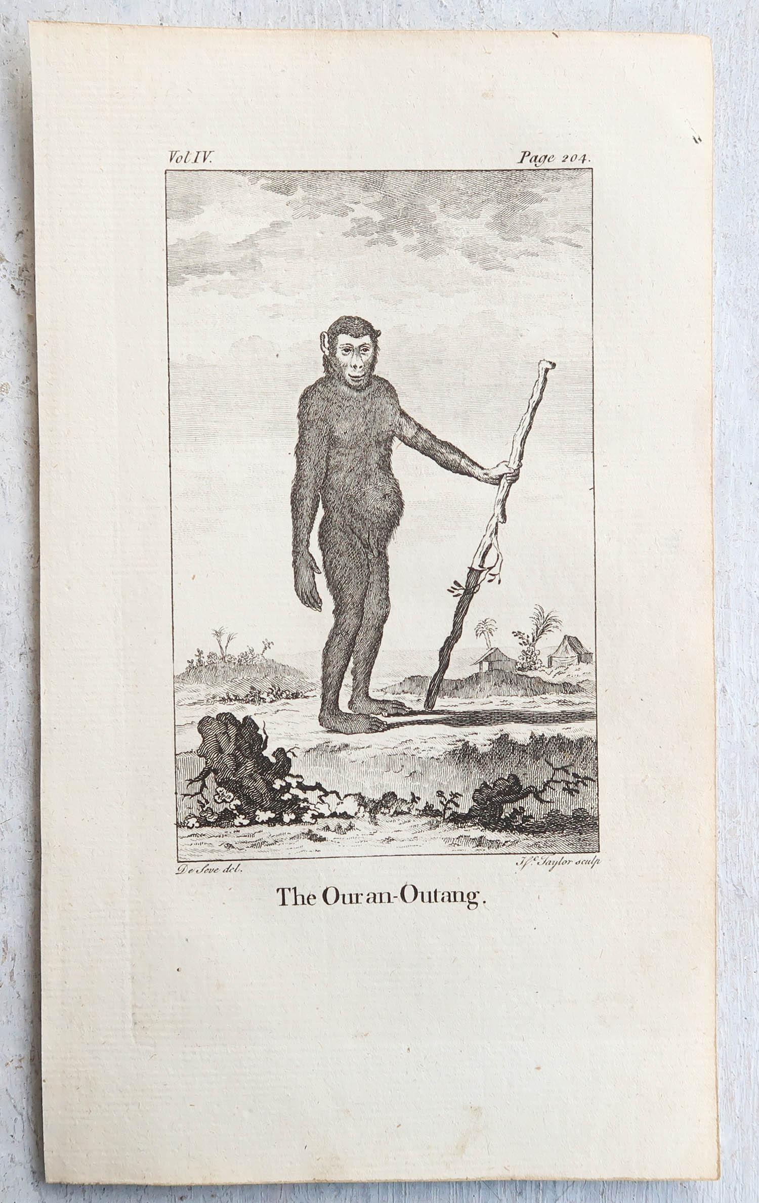 Set of 8 Original Antique Prints of Monkey's, circa 1780 In Good Condition For Sale In St Annes, Lancashire