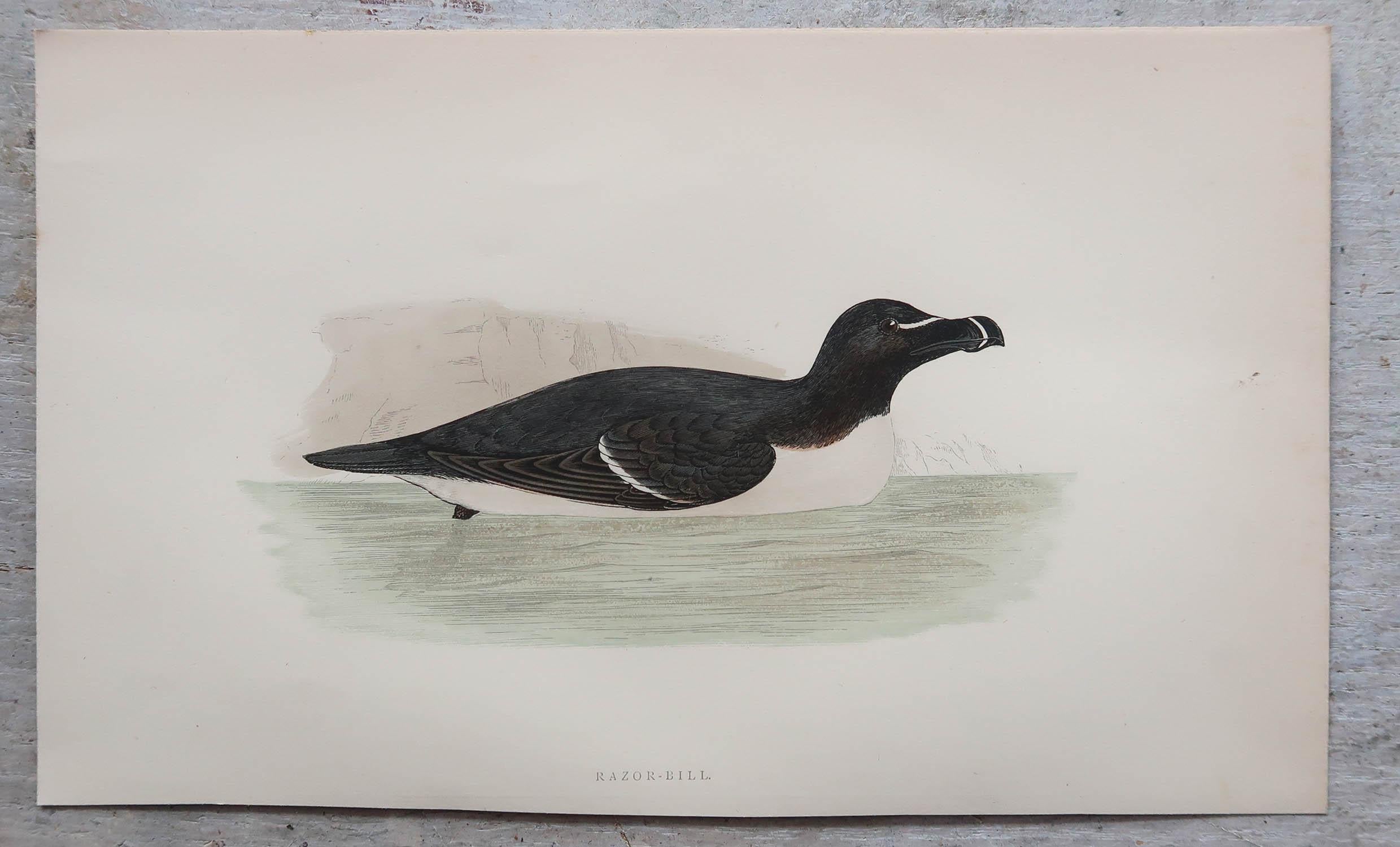Merveilleux ensemble de 8 gravures anciennes d'oiseaux de mer

Lithographies d'après les dessins originaux d'Alexander Francis Lydon

Couleur originale

Publié par A.C.C. Nimmo, vers 1880.

Non encadré

Livraison gratuite.




