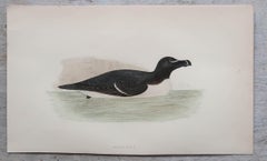 Set von 8 Originalen antiken Drucken von Seevögeln nach Francis Lydon, um 1880