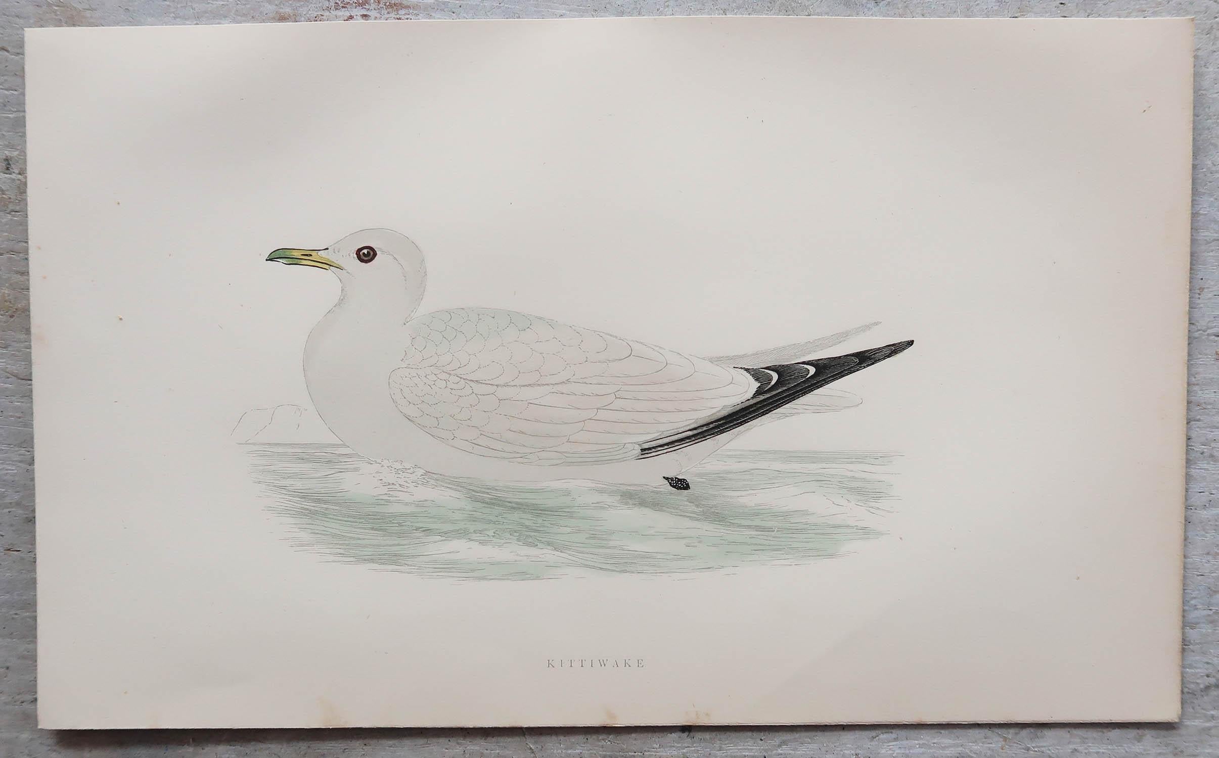 Artisanat Ensemble de 8 estampes anciennes originales d'oiseaux de mer d'après Francis Lydon, vers 1880 en vente