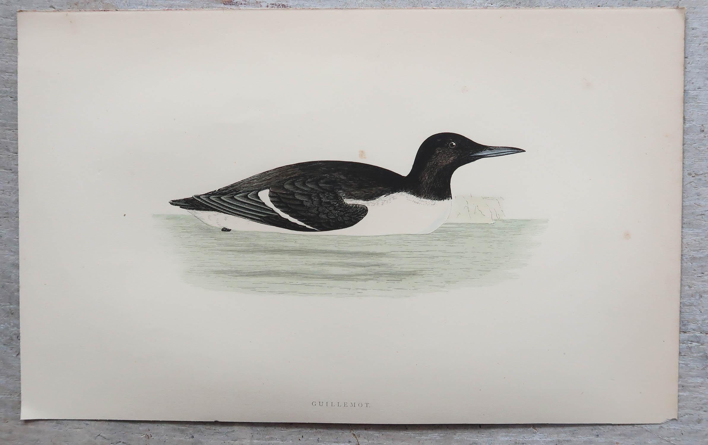 Anglais Ensemble de 8 estampes anciennes originales d'oiseaux de mer d'après Francis Lydon, vers 1880 en vente
