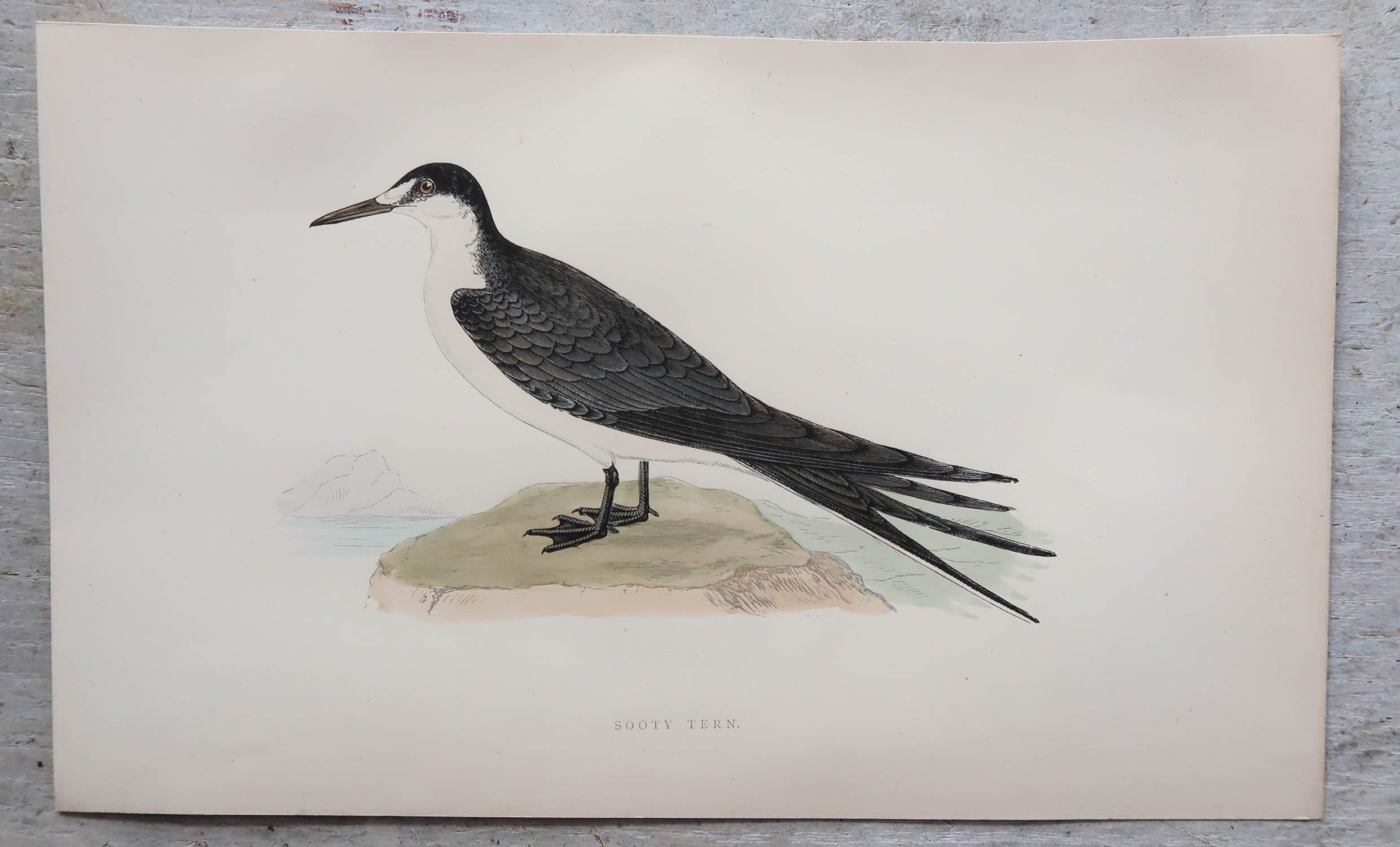 Autre Ensemble de 8 estampes anciennes originales d'oiseaux de mer d'après Francis Lydon, vers 1880 en vente