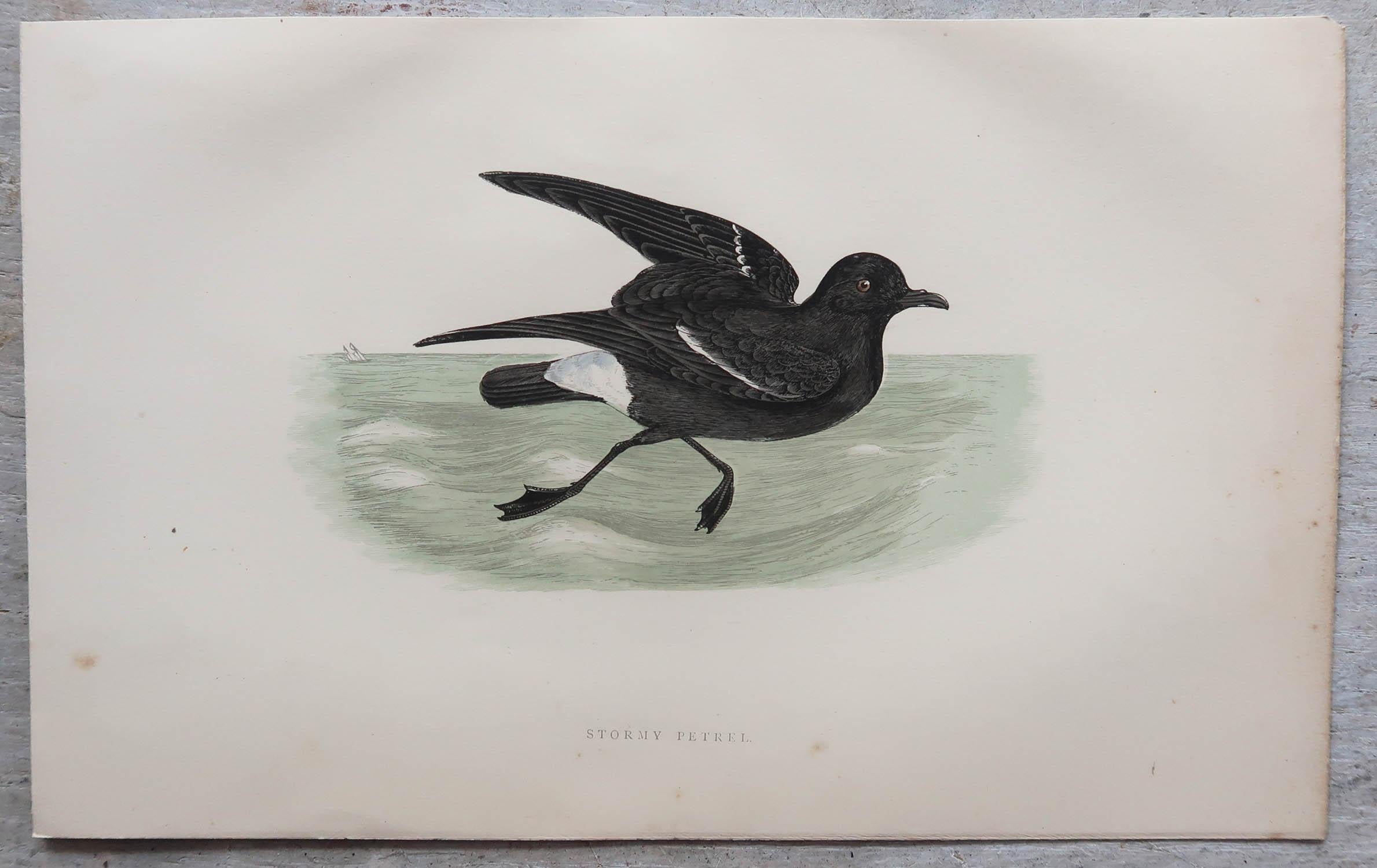 Ensemble de 8 estampes anciennes originales d'oiseaux de mer d'après Francis Lydon, vers 1880 Bon état - En vente à St Annes, Lancashire