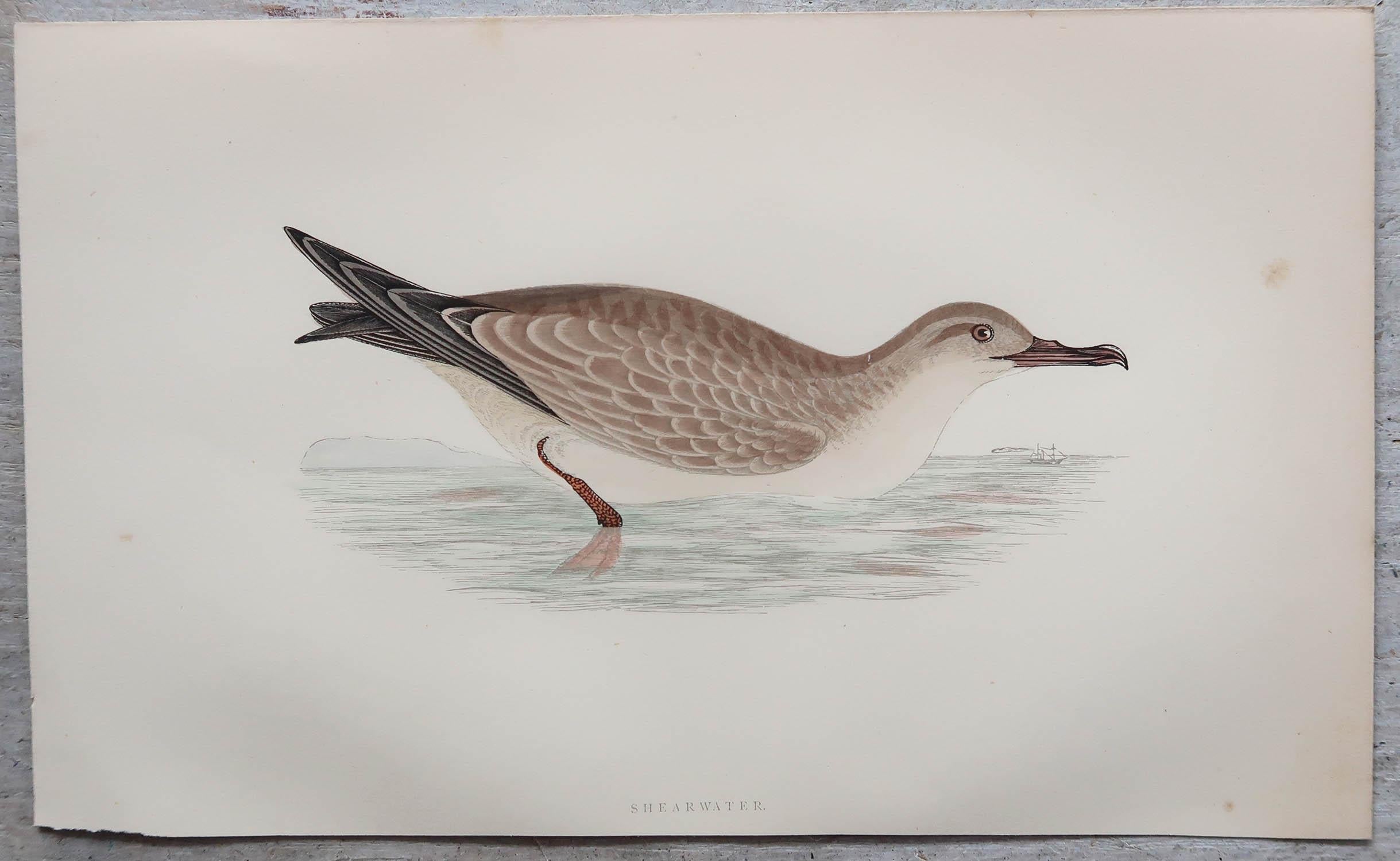 Fin du XIXe siècle Ensemble de 8 estampes anciennes originales d'oiseaux de mer d'après Francis Lydon, vers 1880 en vente