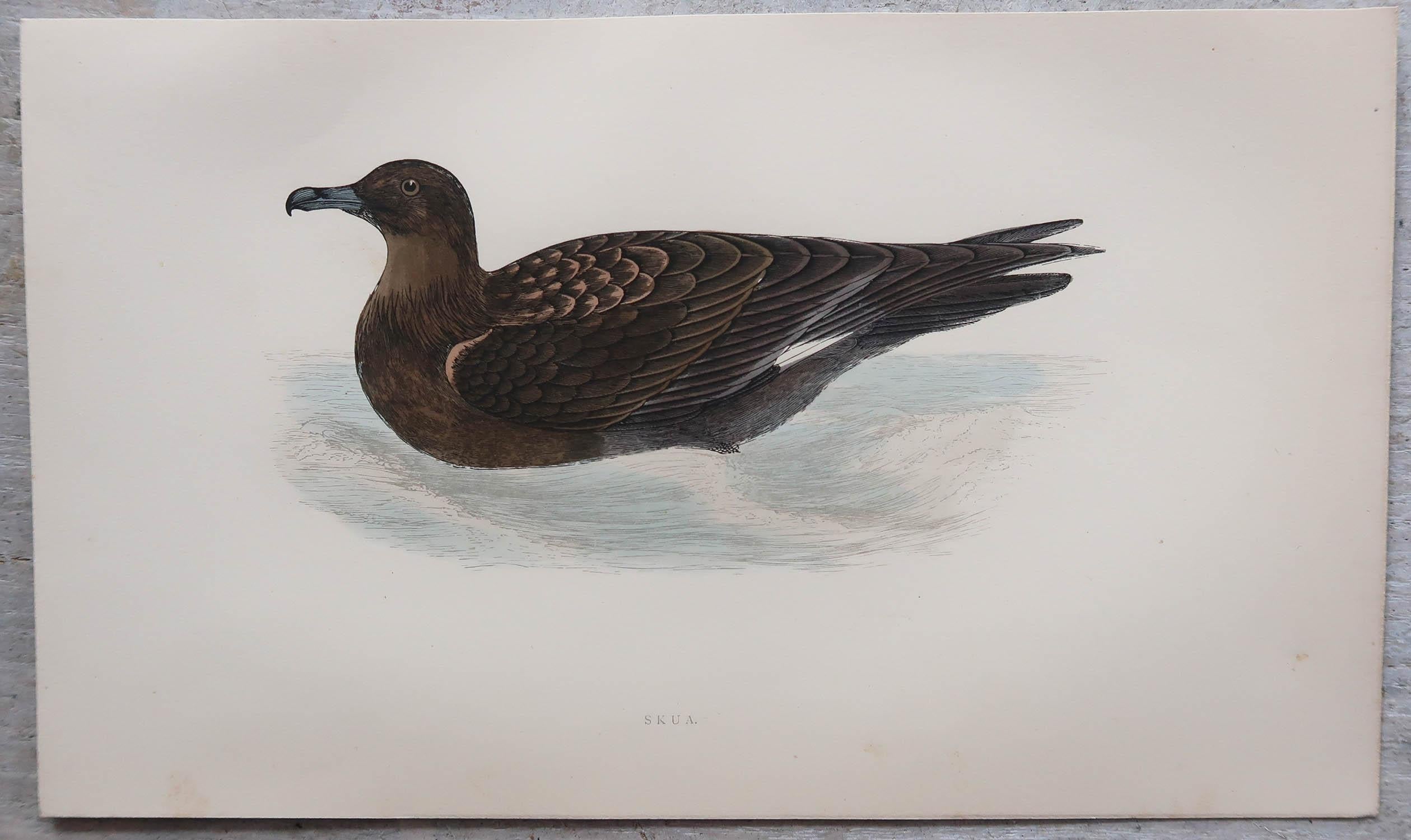Papier Ensemble de 8 estampes anciennes originales d'oiseaux de mer d'après Francis Lydon, vers 1880 en vente