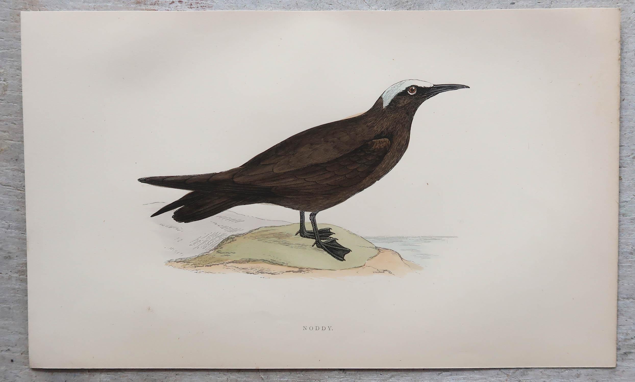 Ensemble de 8 estampes anciennes originales d'oiseaux de mer d'après Francis Lydon, vers 1880 en vente 1