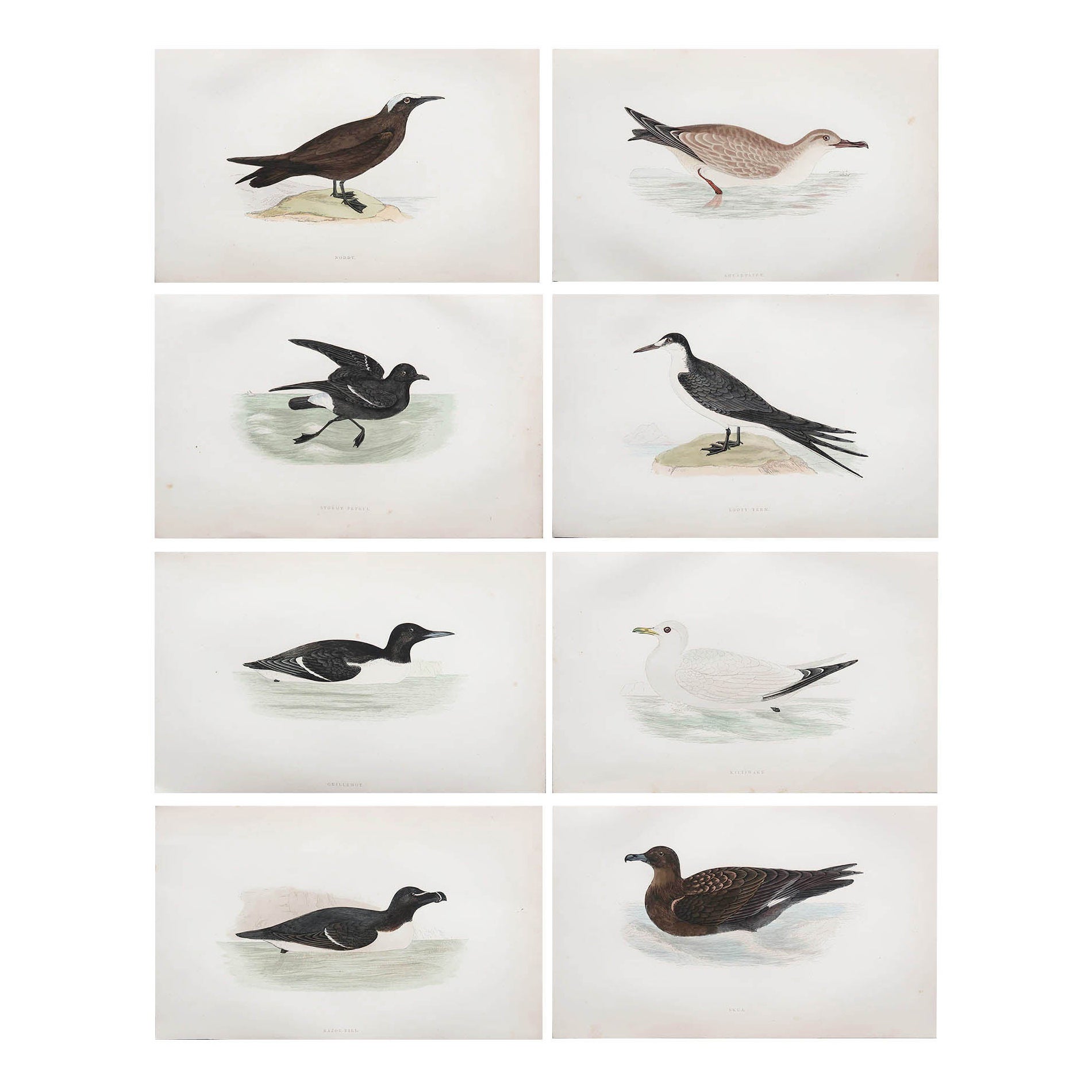 Ensemble de 8 estampes anciennes originales d'oiseaux de mer d'après Francis Lydon, vers 1880