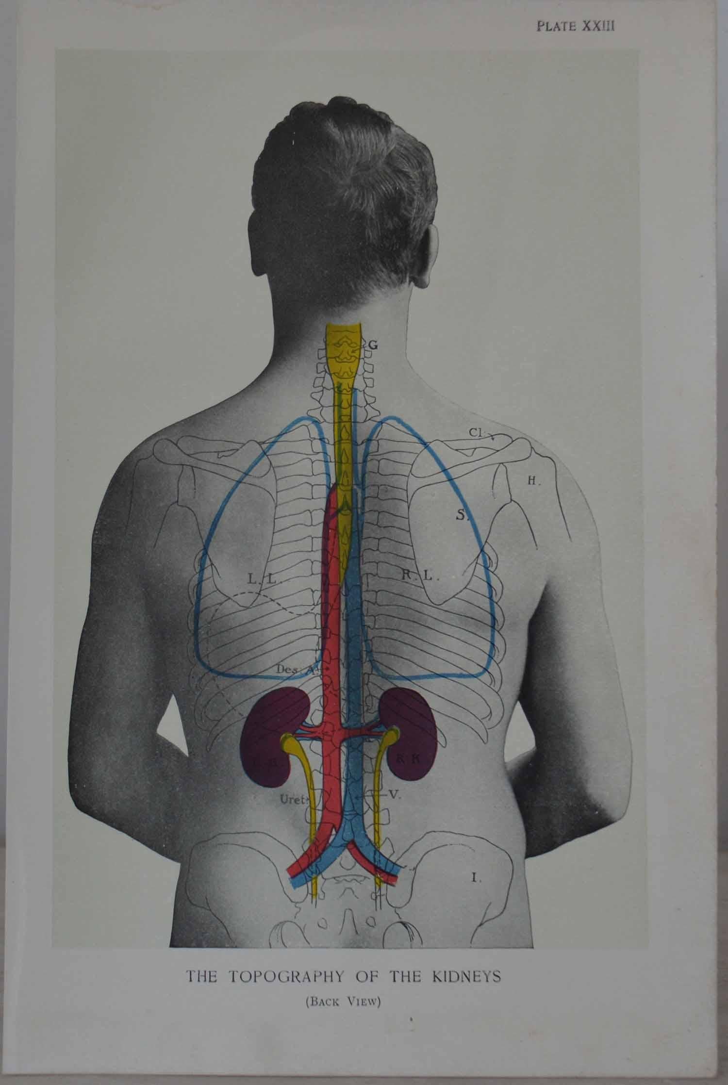 Set of 8 Original Vintage Medical Prints. Circa 1900. 1