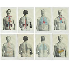 Set of 8 Original Vintage Medical Prints