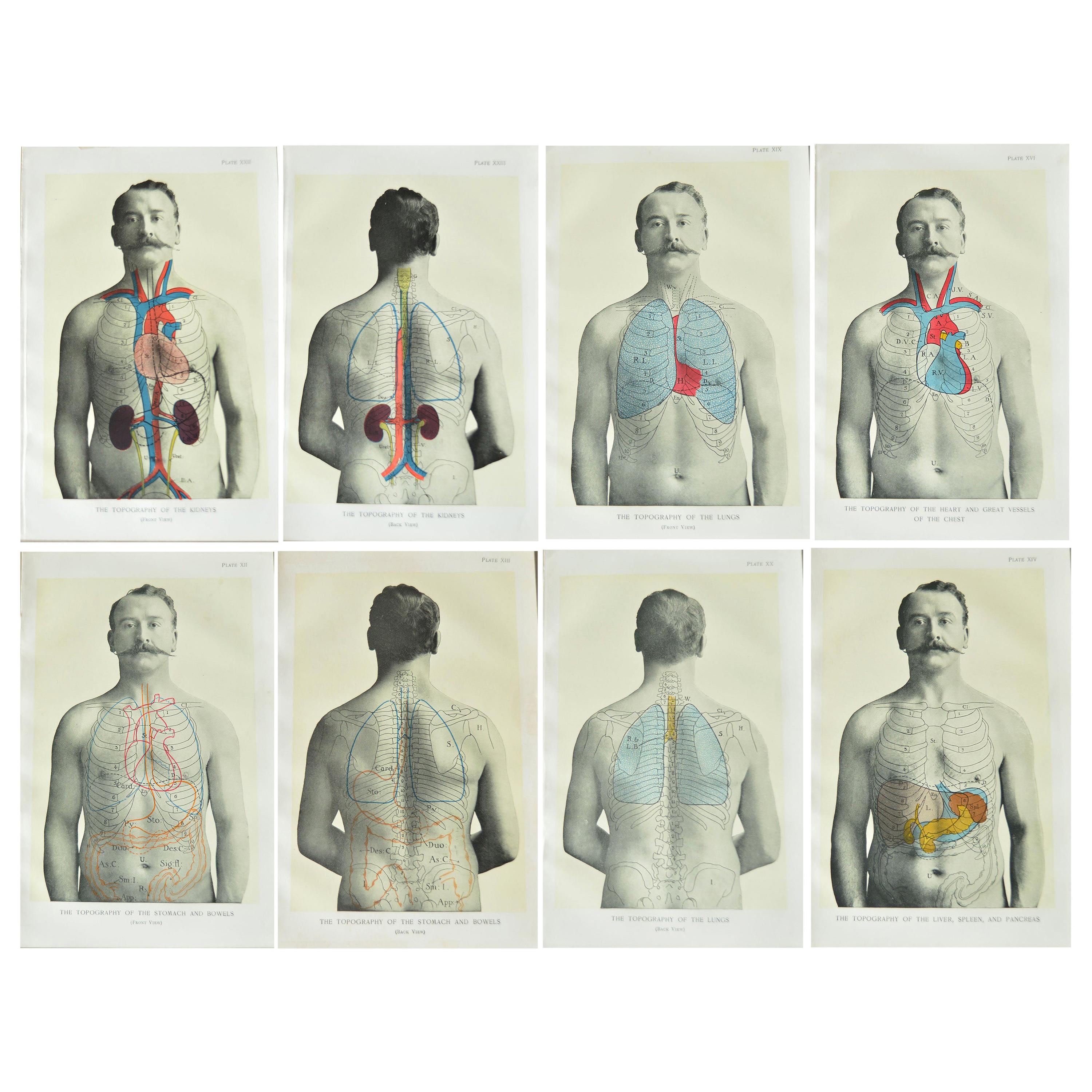 Set of 8 Original Vintage Medical Prints