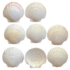 Vintage Set of 8 Scallop Shell Plates 