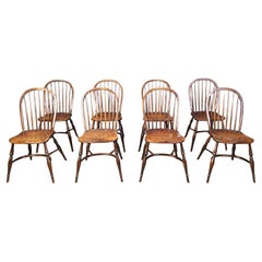 Set di 8 Vintage  Sedie da pranzo Ercol, anni '50