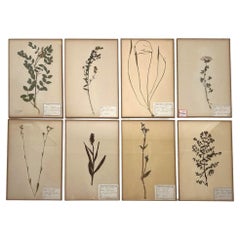 Set of 8 Vintage French Pressed Botanicals