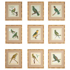 Set of 8 18th Century Martinet Parrots