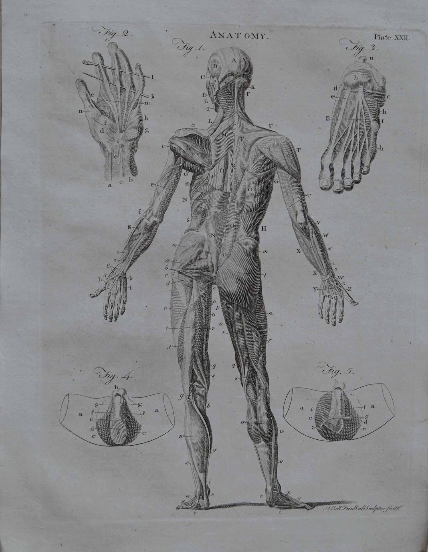 Set of 9 Anatomical Prints by A. Bell, 18th Century 2