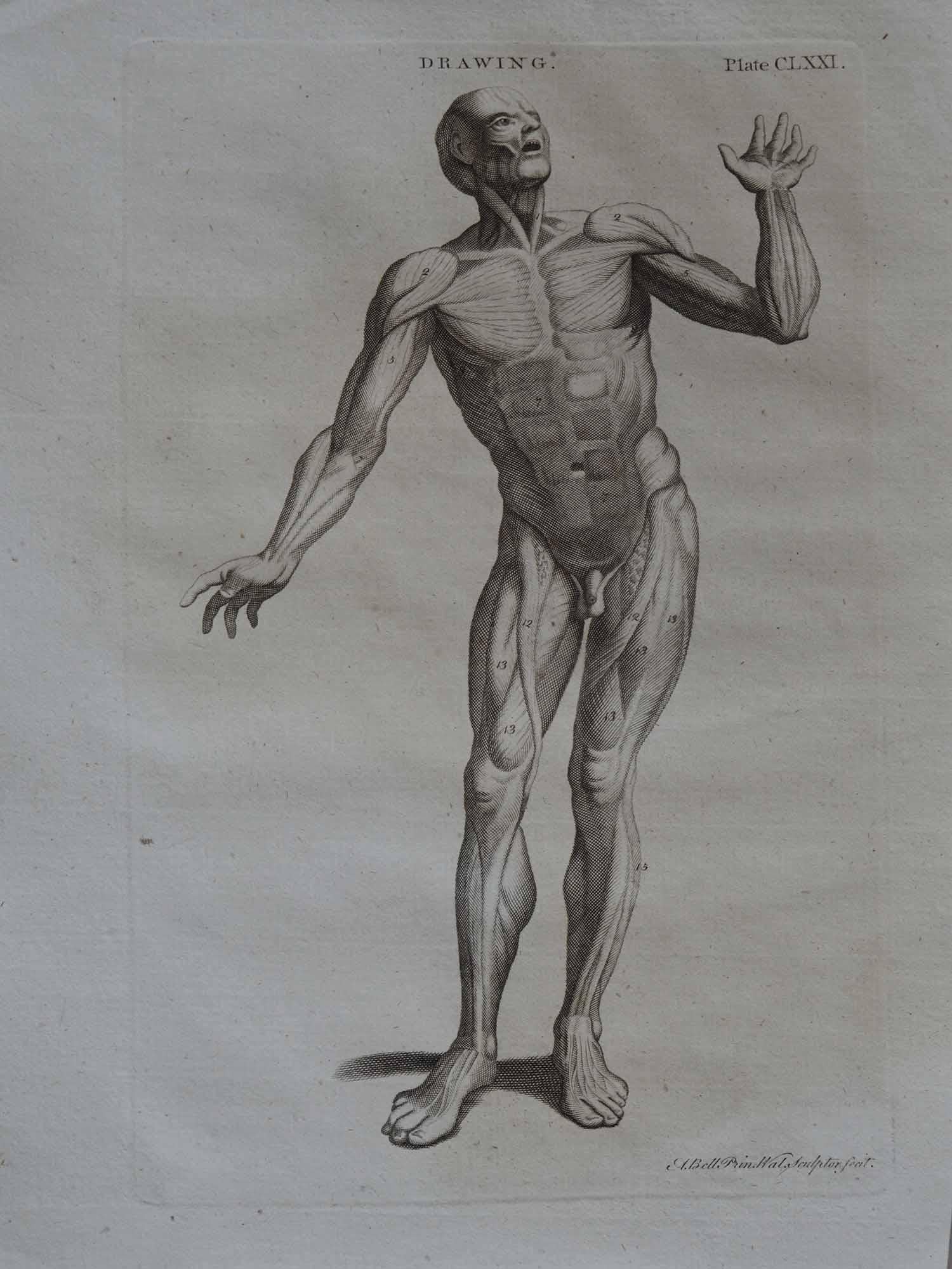 Georgian Set of 9 Anatomical Prints by A. Bell, 18th Century