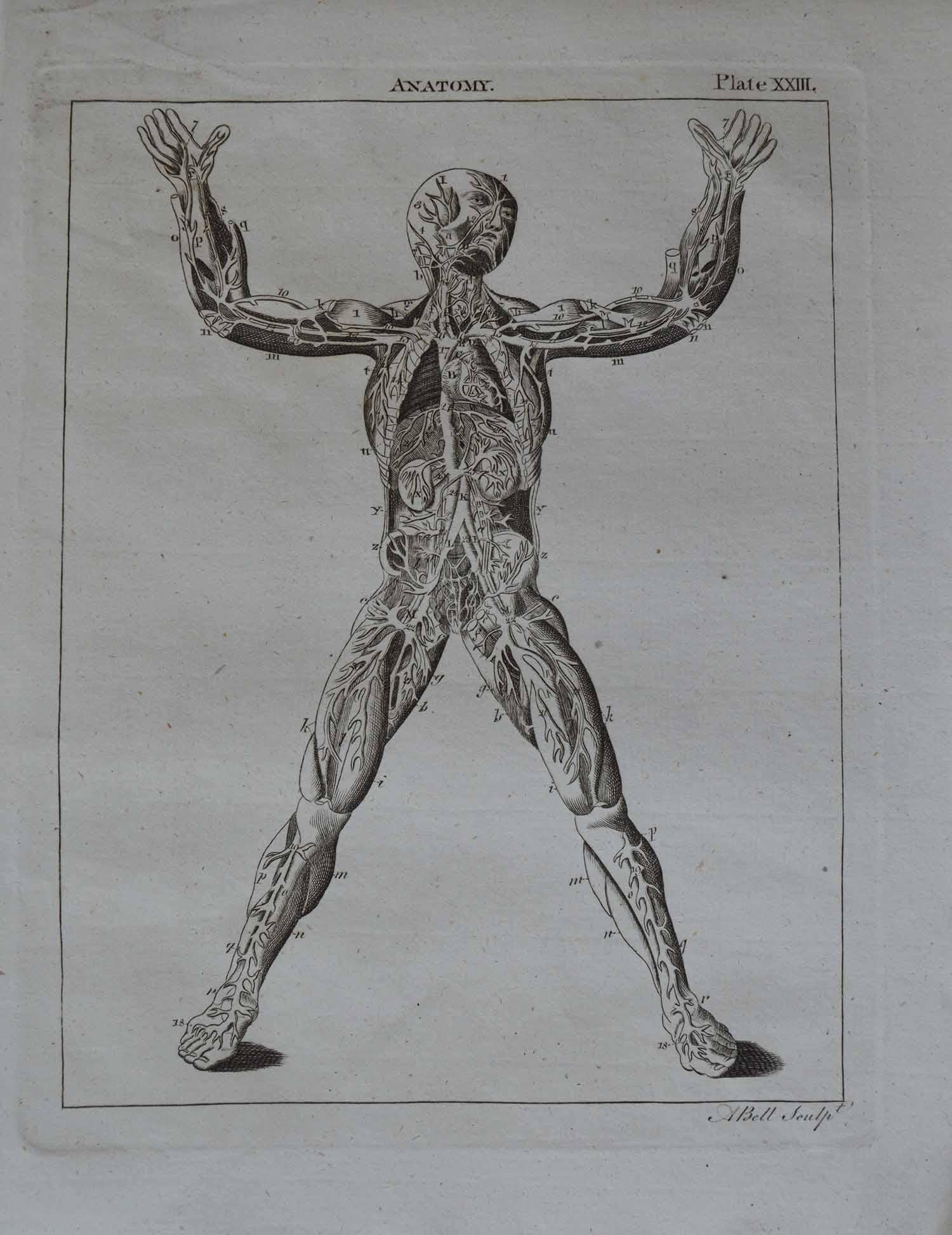 Other Set of 9 Anatomical Prints by A. Bell, 18th Century
