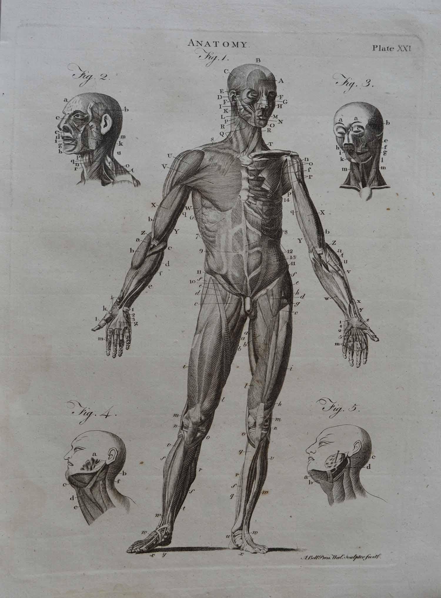 Set of 9 Anatomical Prints by A. Bell, 18th Century In Good Condition In St Annes, Lancashire