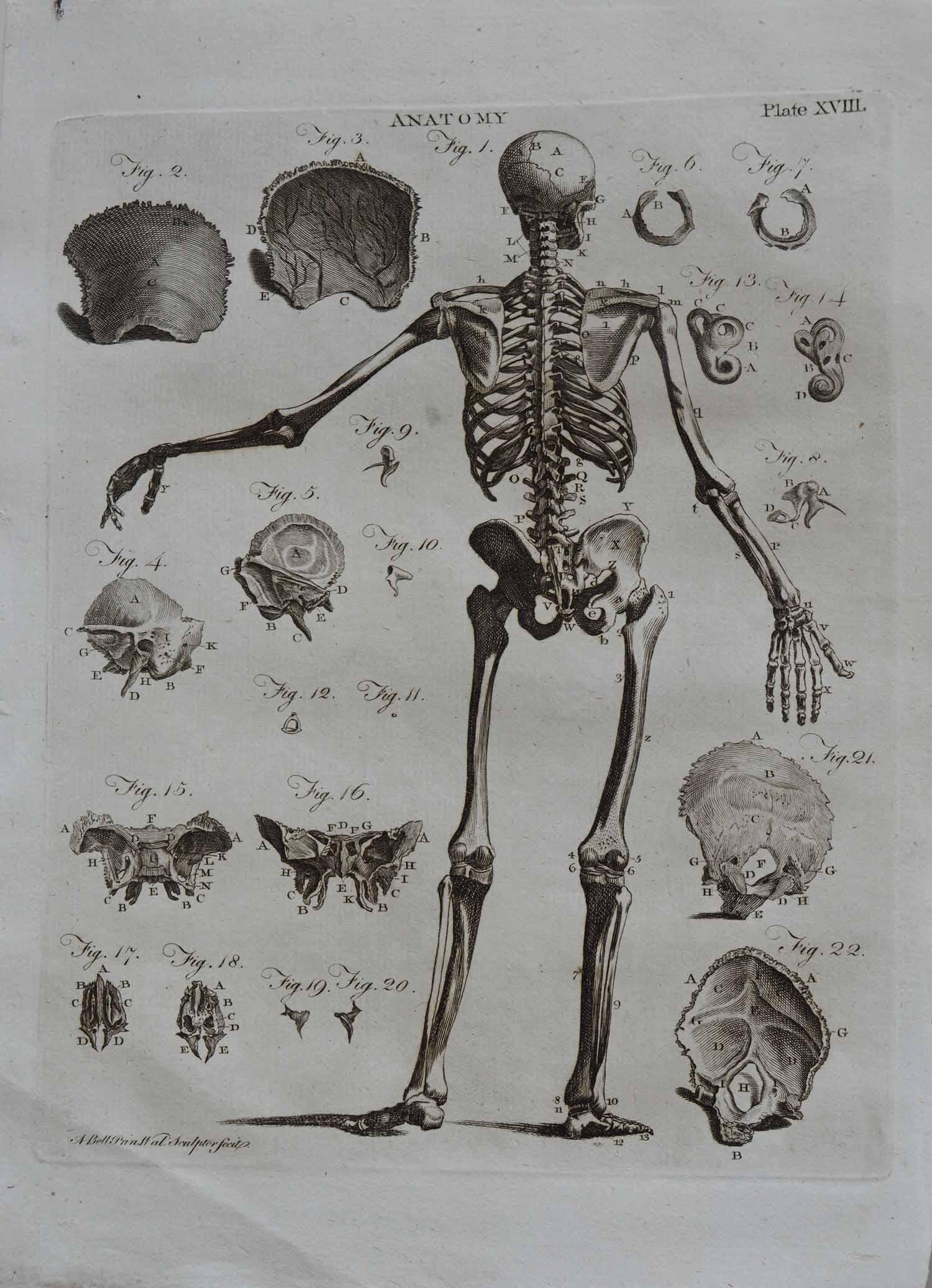 Late 18th Century Set of 9 Anatomical Prints by A. Bell, 18th Century