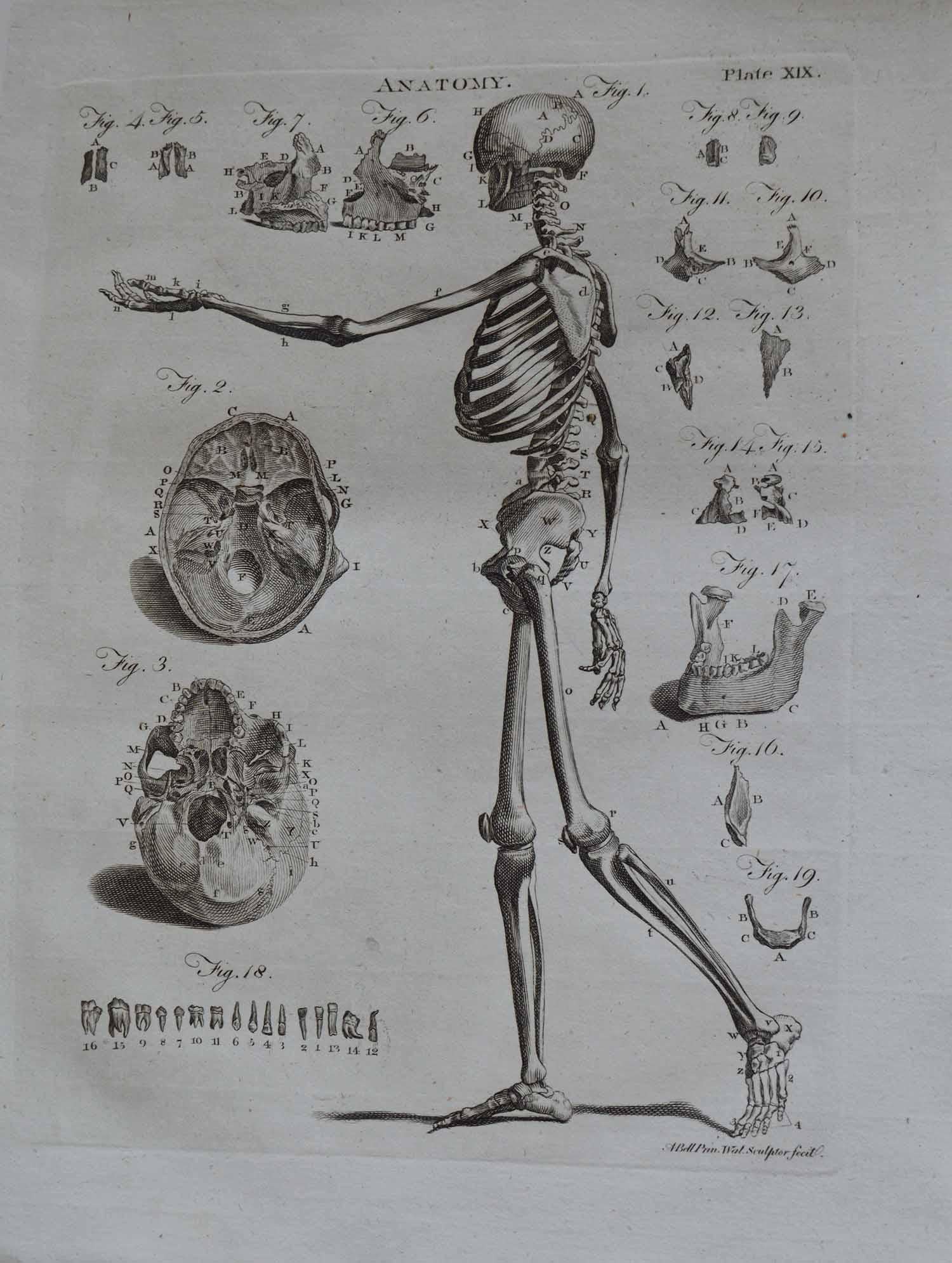 Paper Set of 9 Anatomical Prints by A. Bell, 18th Century