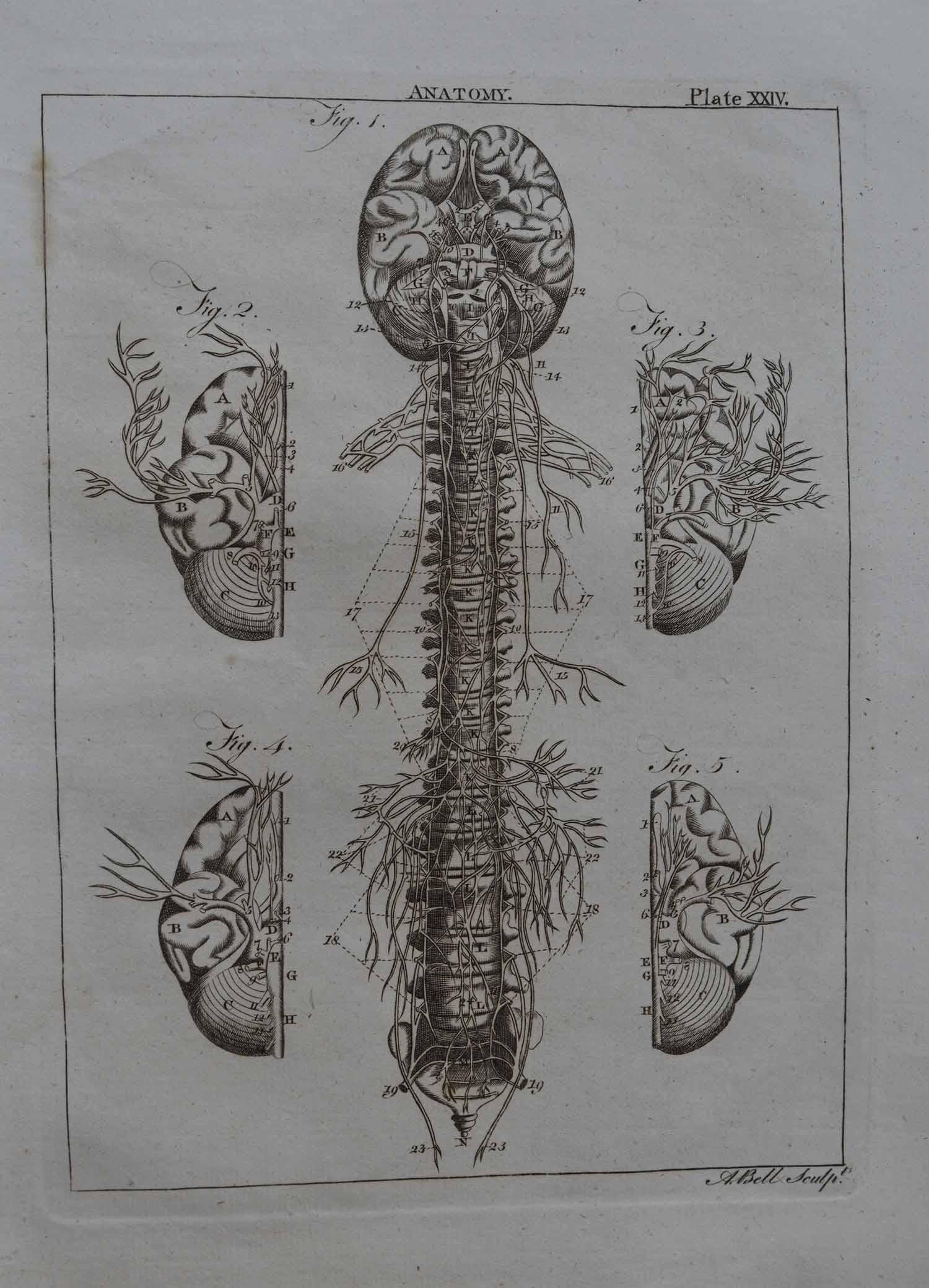 Set of 9 Anatomical Prints by A. Bell, 18th Century 1