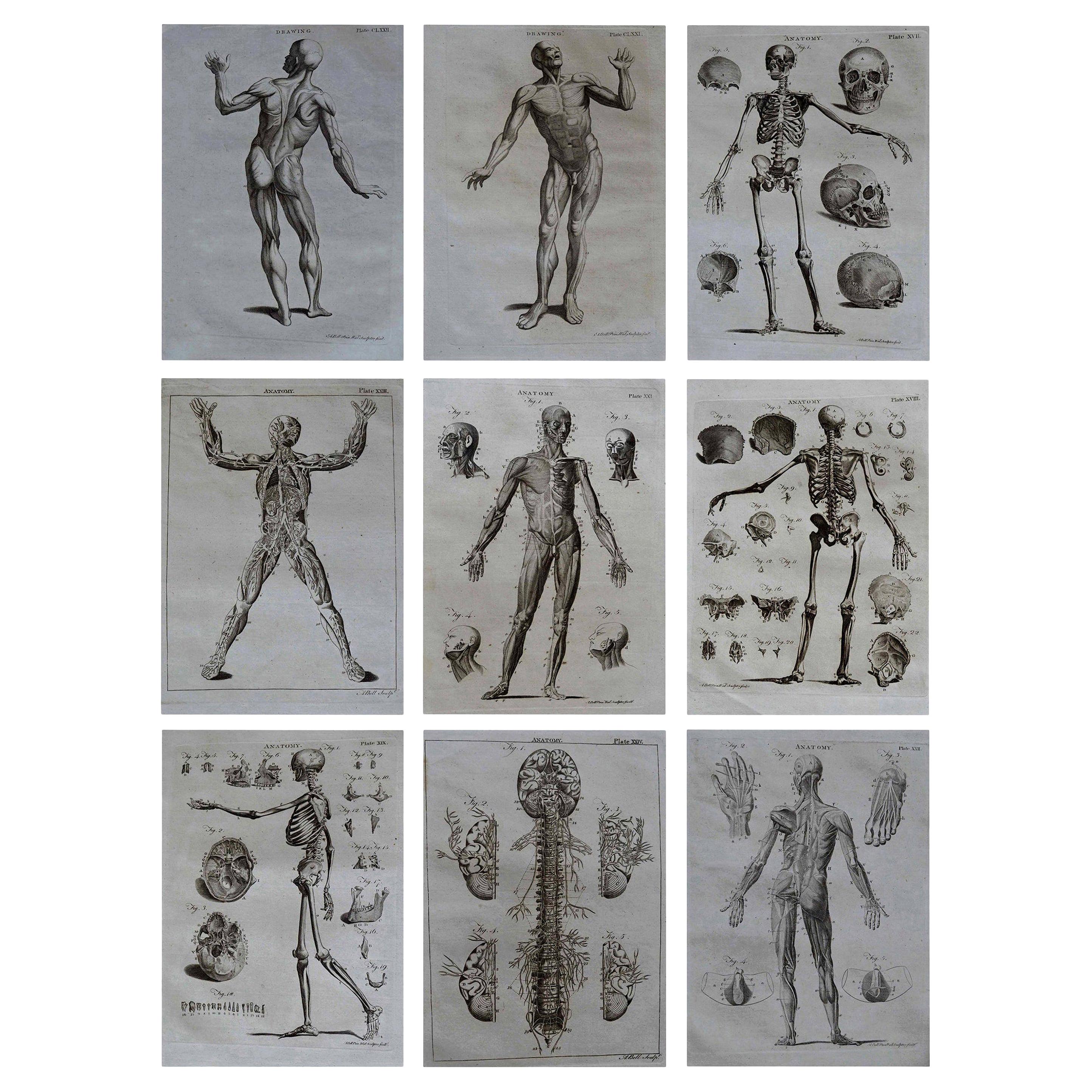 Set of 9 Anatomical Prints by A. Bell, 18th Century