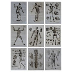 Set of 9 Anatomical Prints by A. Bell, 18th Century