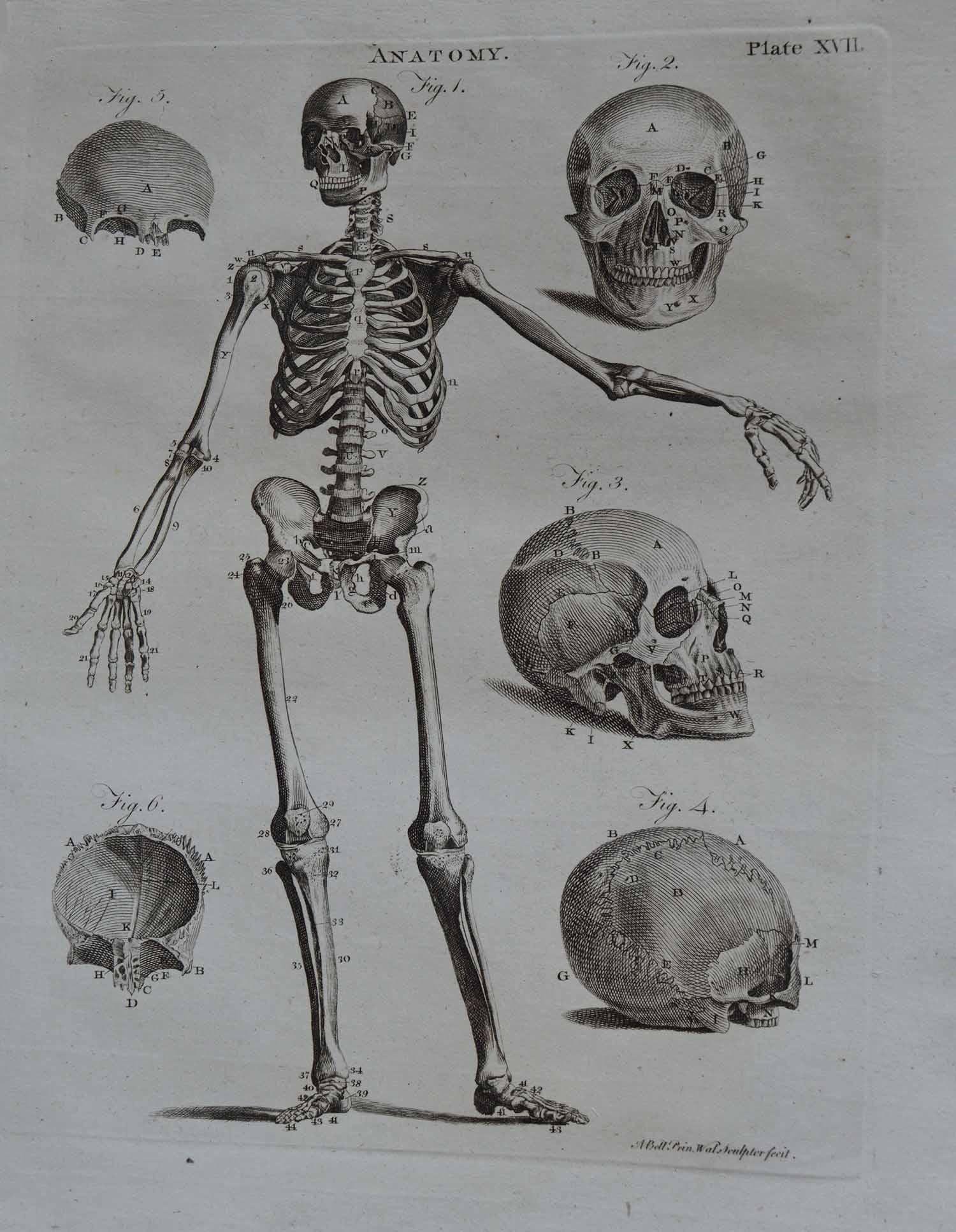 English Set of 9 Anatomical Prints by A.Bell, 18th Century