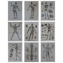 Set of 9 Anatomical Prints by A.Bell, 18th Century