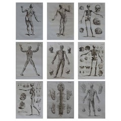 Set of 9 Anatomical Prints by A.Bell, 18th Century