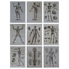 Set of 9 Anatomical Prints by A.Bell, 18th Century