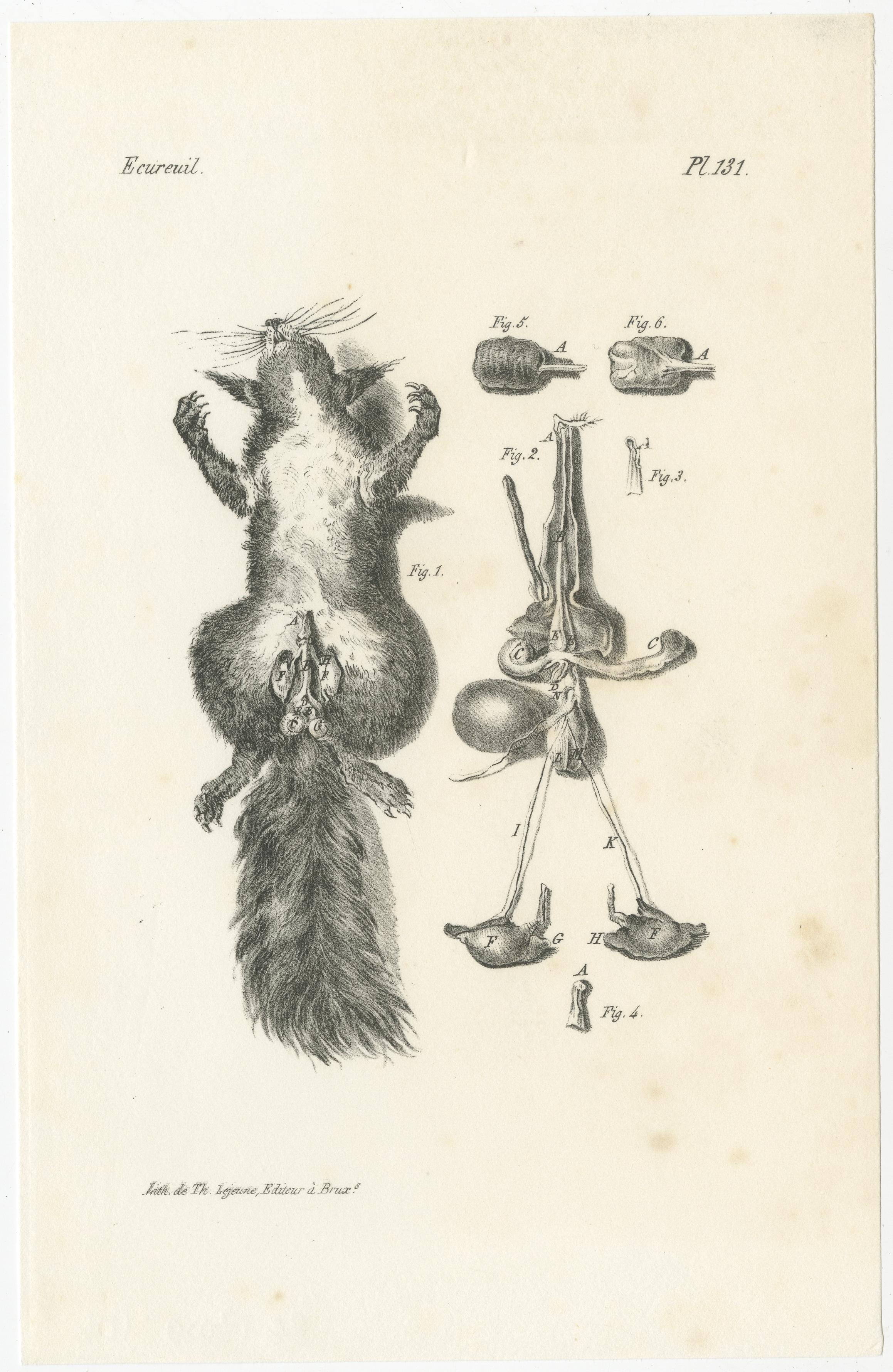 Gravures d'anatomie animale du 19e siècle par Lejeune,  vers 1840 en vente 4