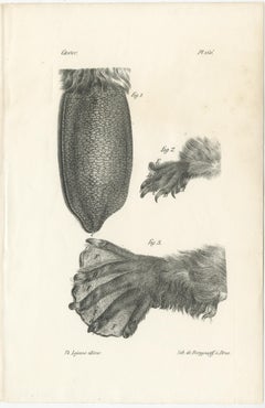 19th Century Animal Anatomy Prints by Lejeune,  circa 1840