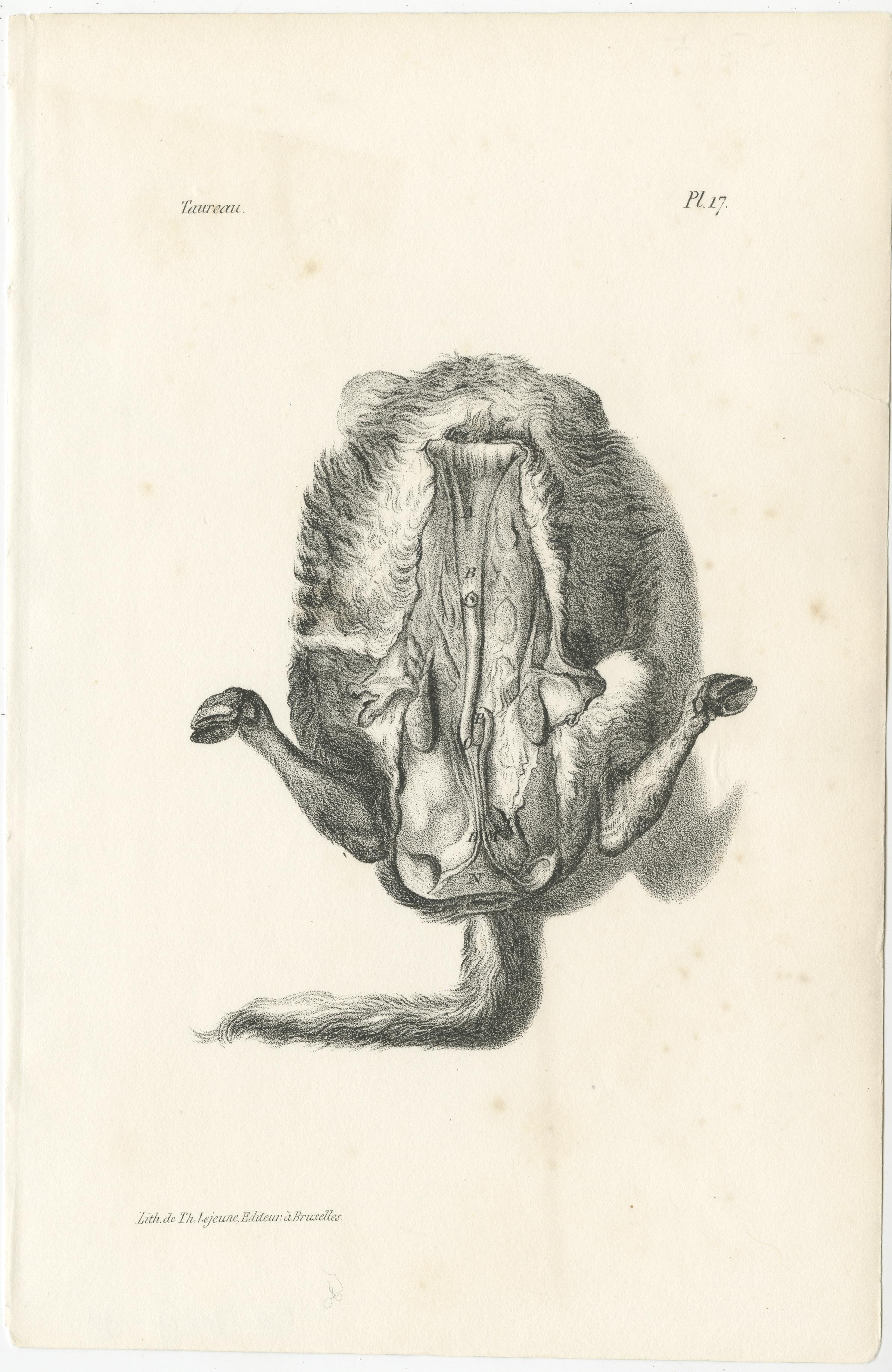 Gravé Gravures d'anatomie animale du 19e siècle par Lejeune,  vers 1840 en vente