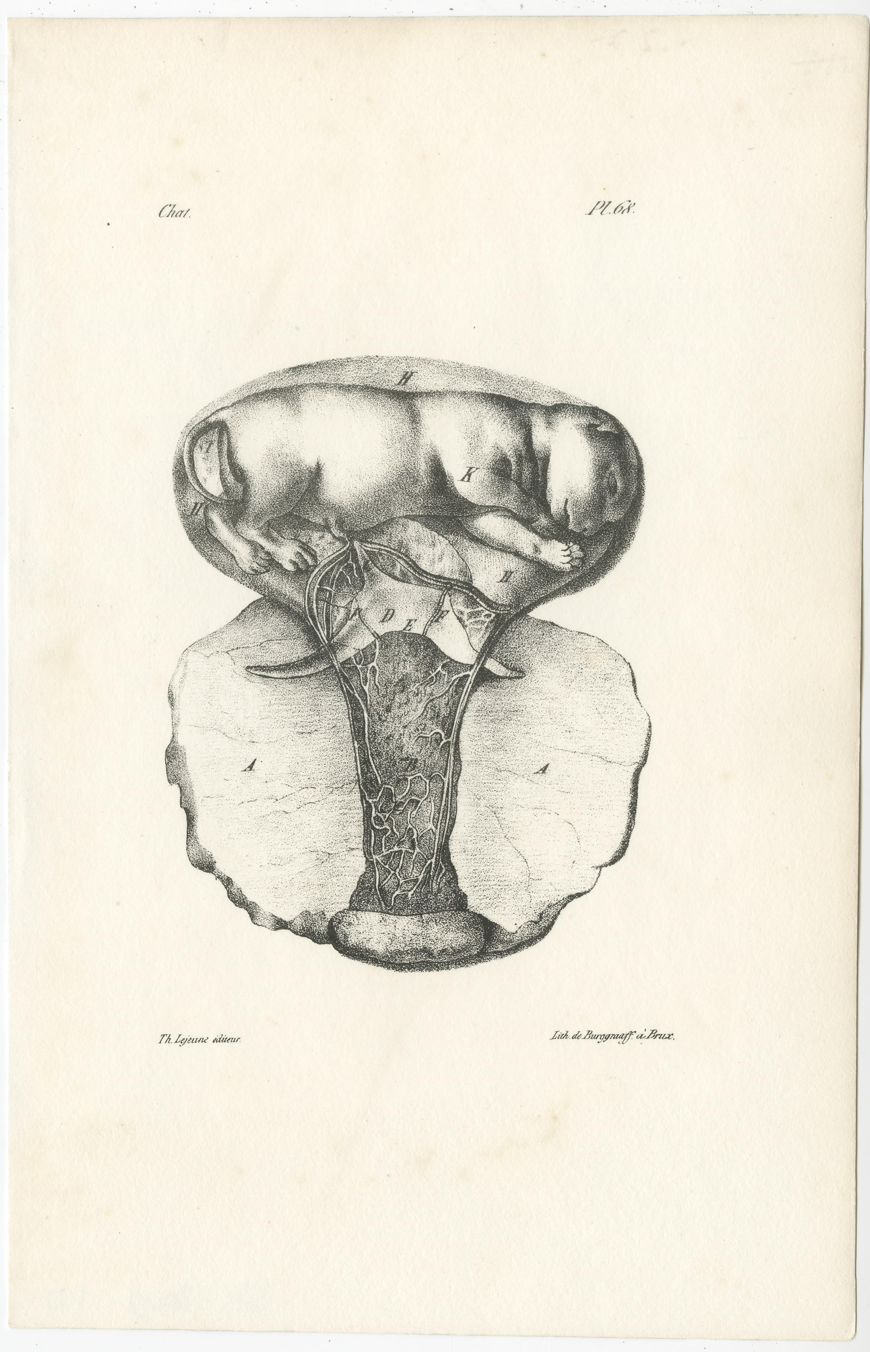 Gravures d'anatomie animale du 19e siècle par Lejeune,  vers 1840 Bon état - En vente à Langweer, NL