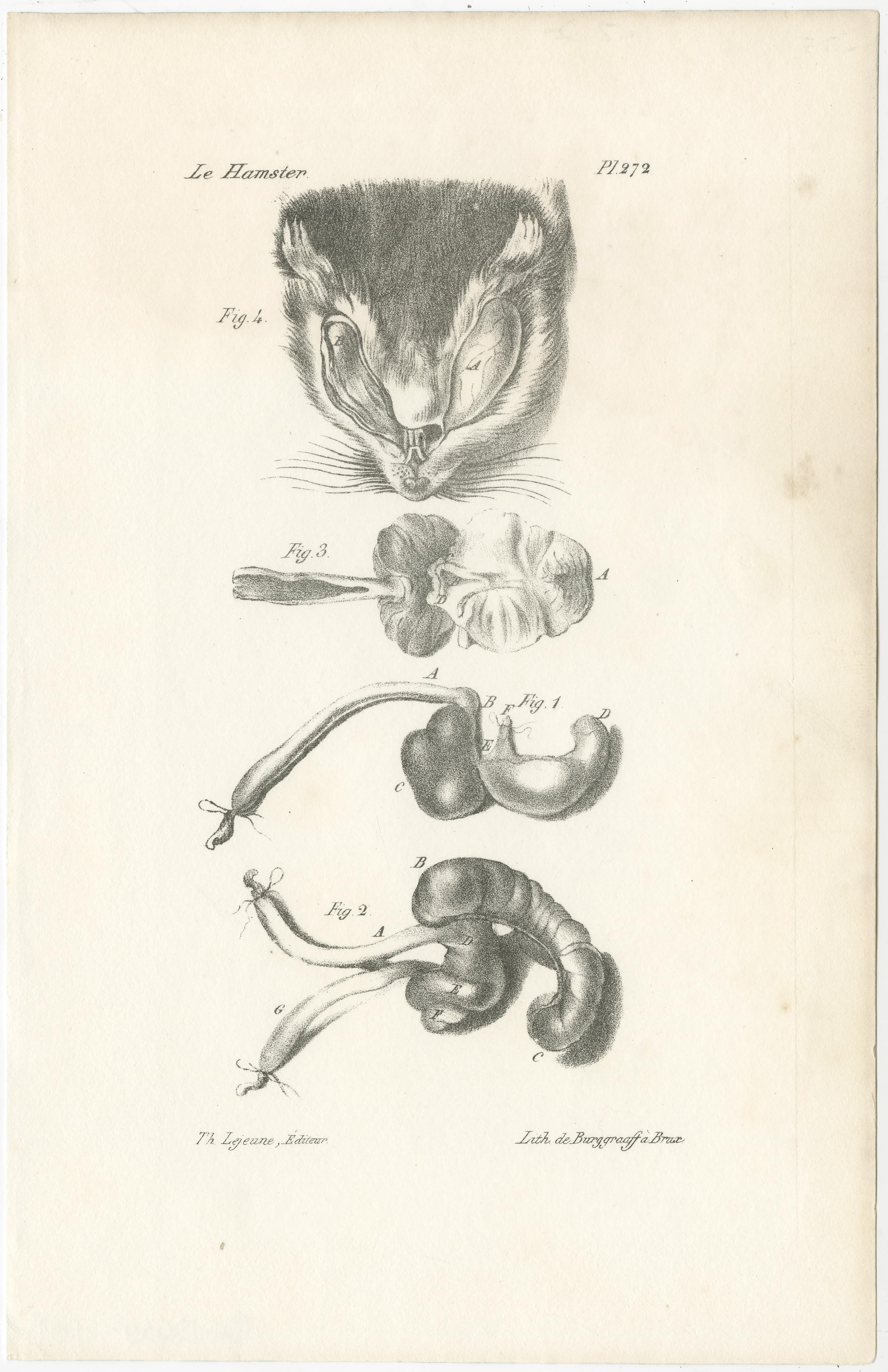 XIXe siècle Gravures d'anatomie animale du 19e siècle par Lejeune,  vers 1840 en vente